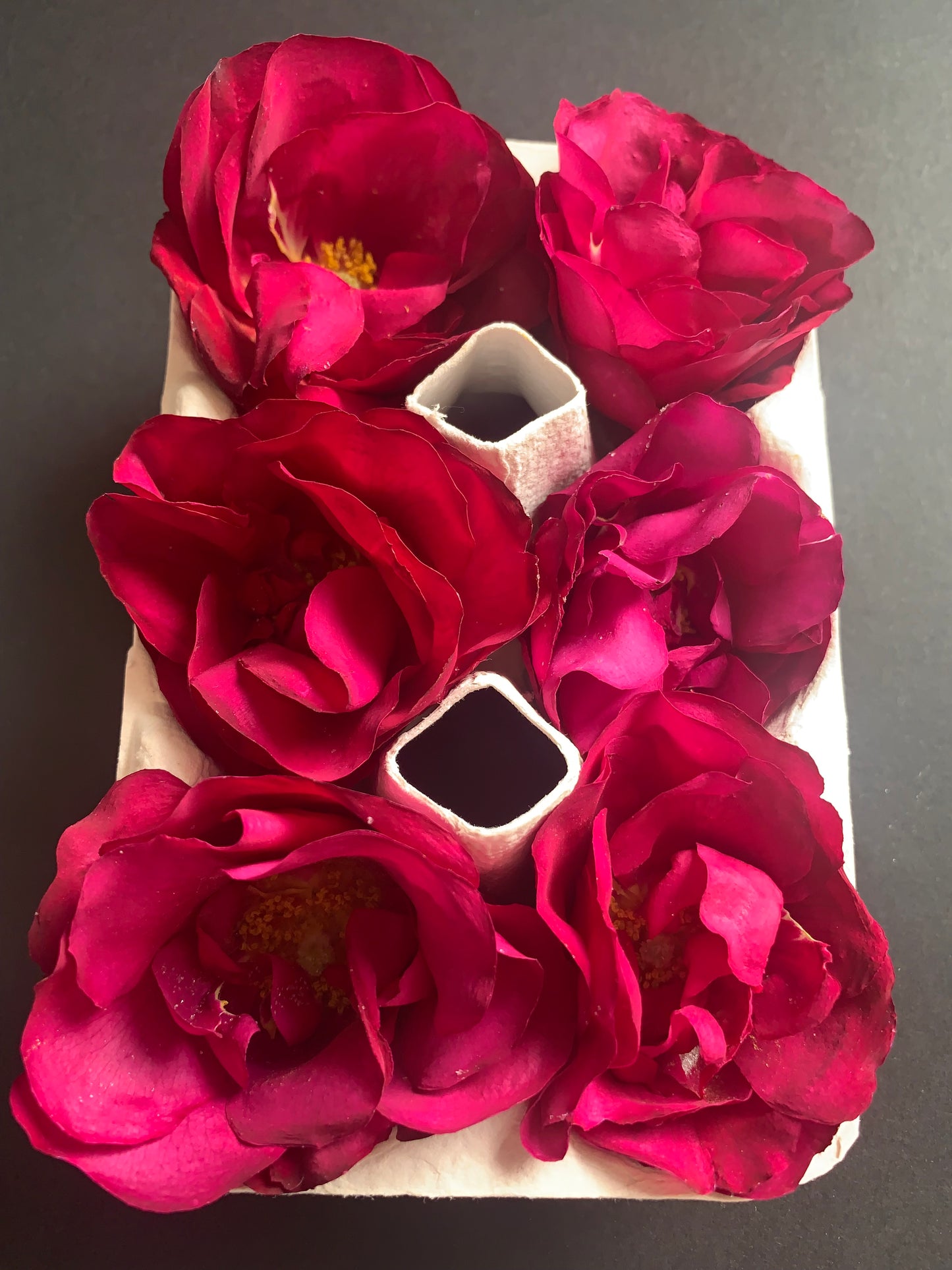 Enchanting Roses - 6 Real Dried Apothecary Rose