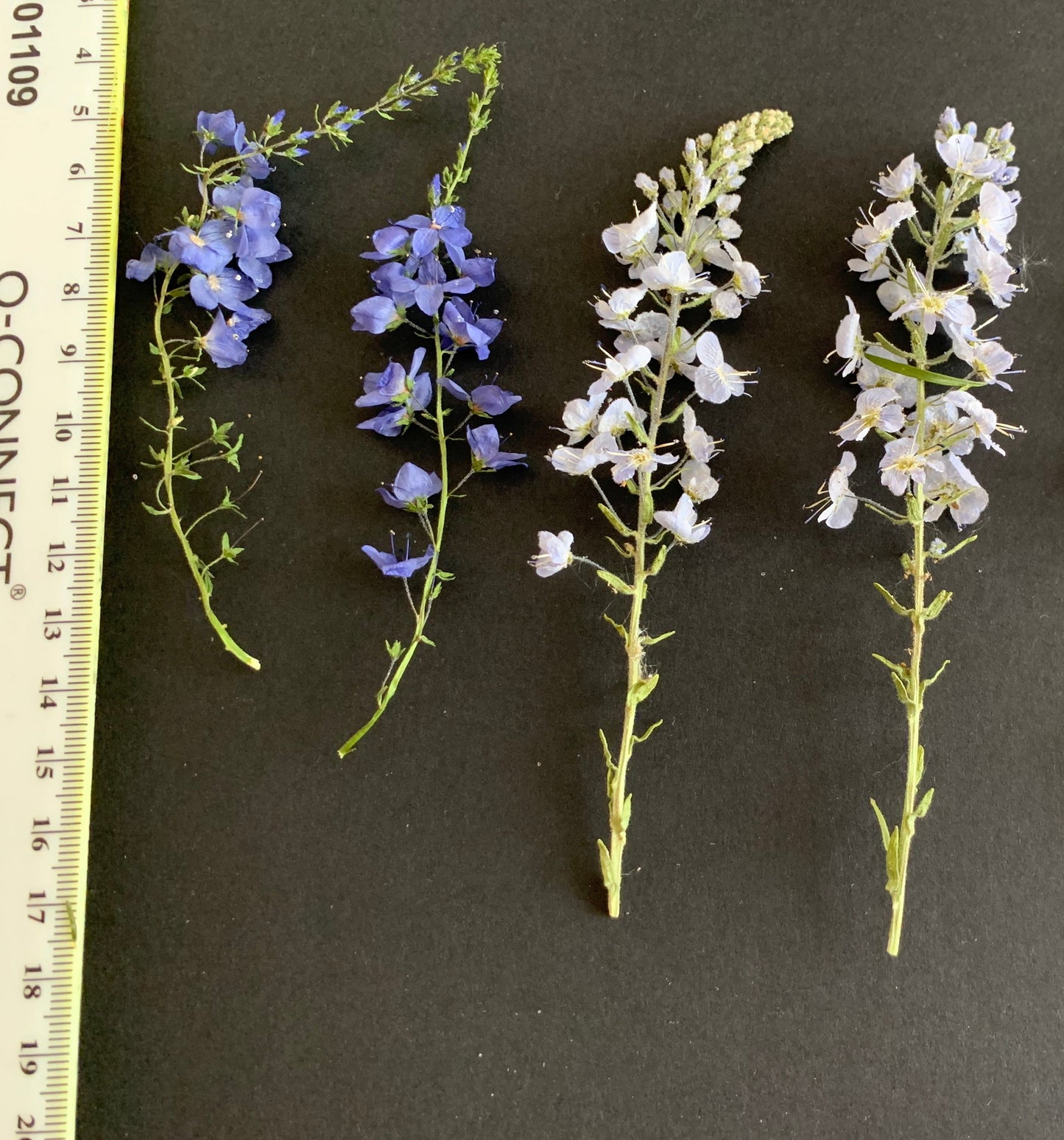 Mixed Stemmed Dried Flowers