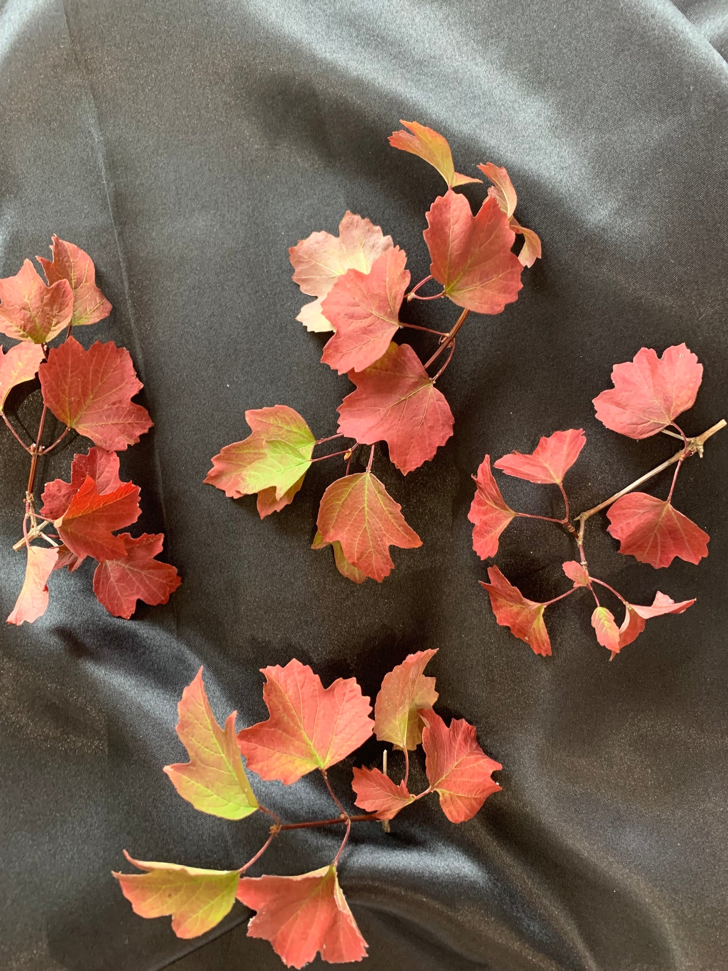 Guelder Rose Leaves - 10 Sprigs Real Dried Leaves