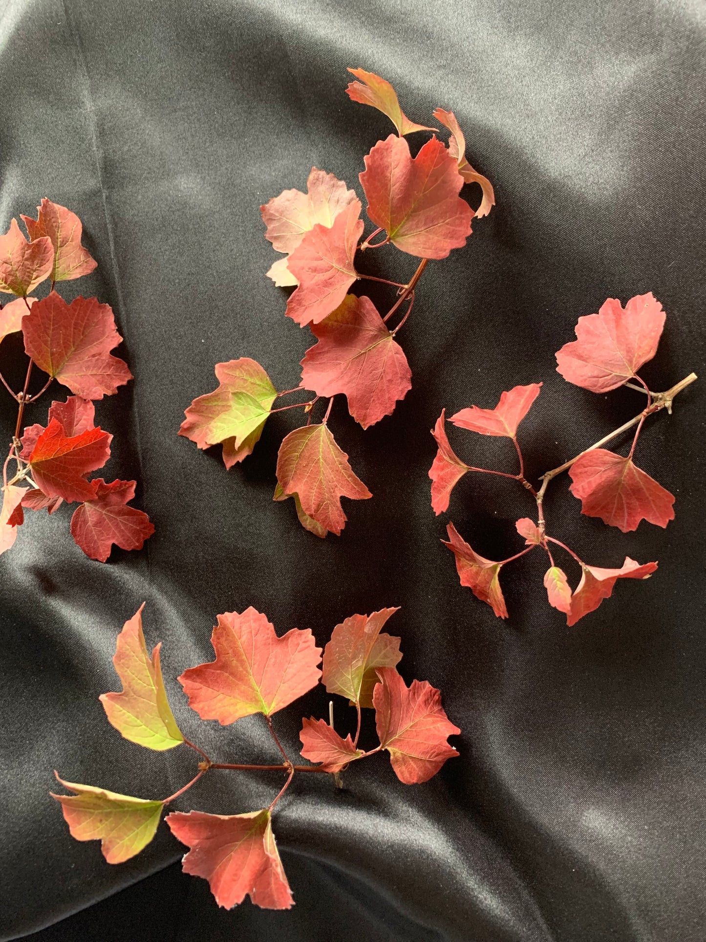 Guelder Rose Leaves - 10 Sprigs Real Dried Leaves