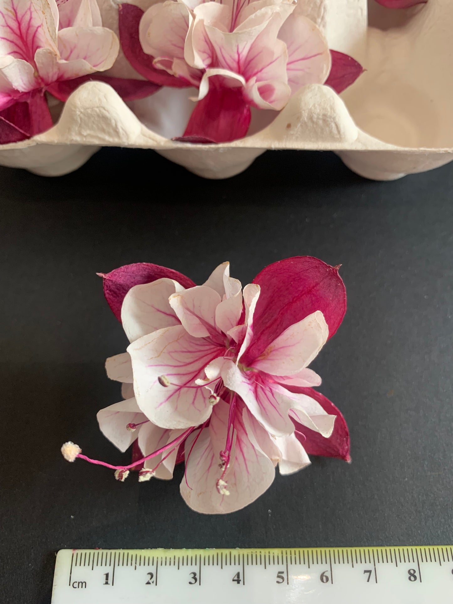 Fuchsia - 6 Real Dried Fuchsia Flowers, UK Shop, Natural Flowers, Undyed Flowers