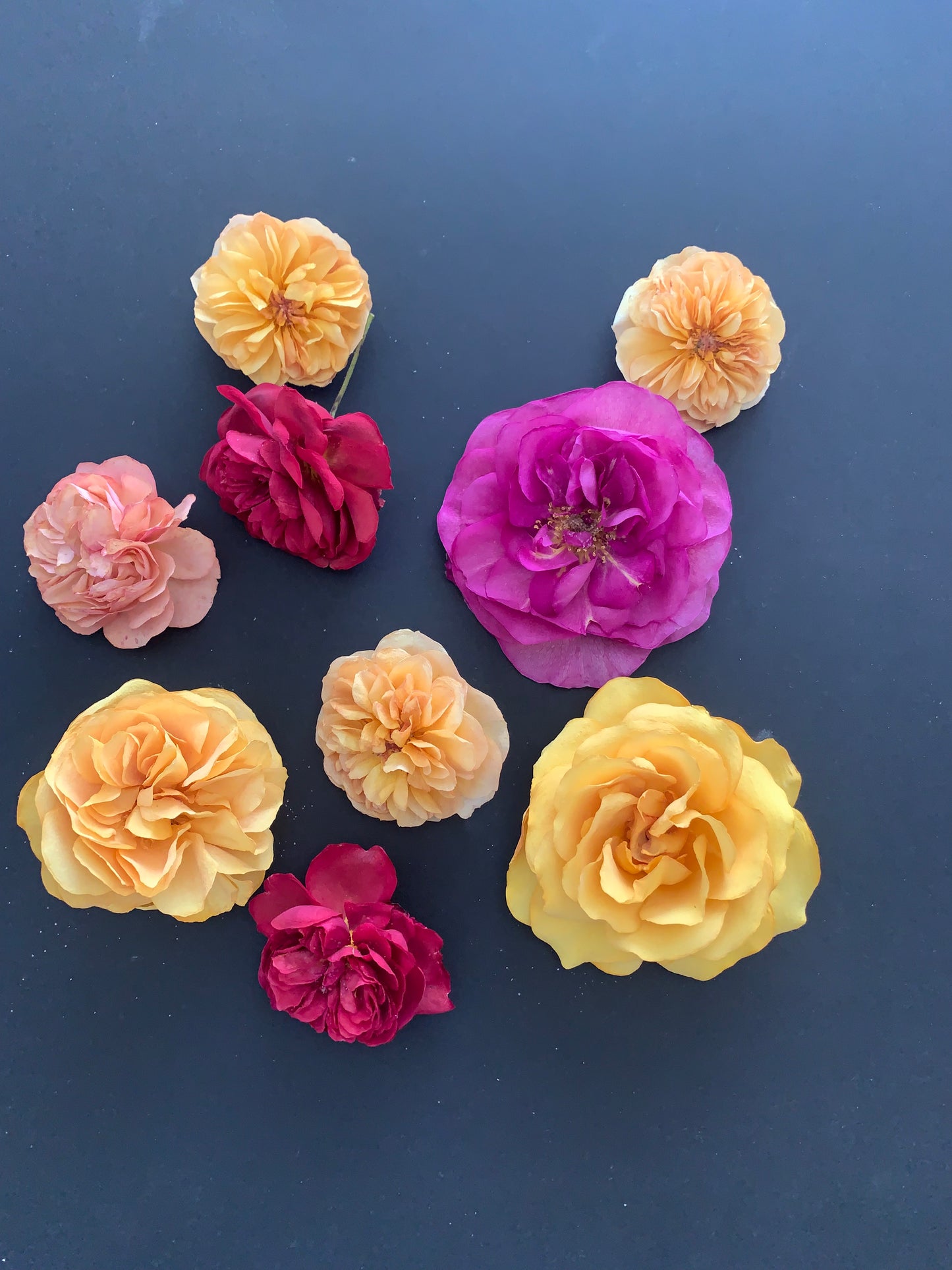 Enchanting Roses - 9 Mixed Colour Roses