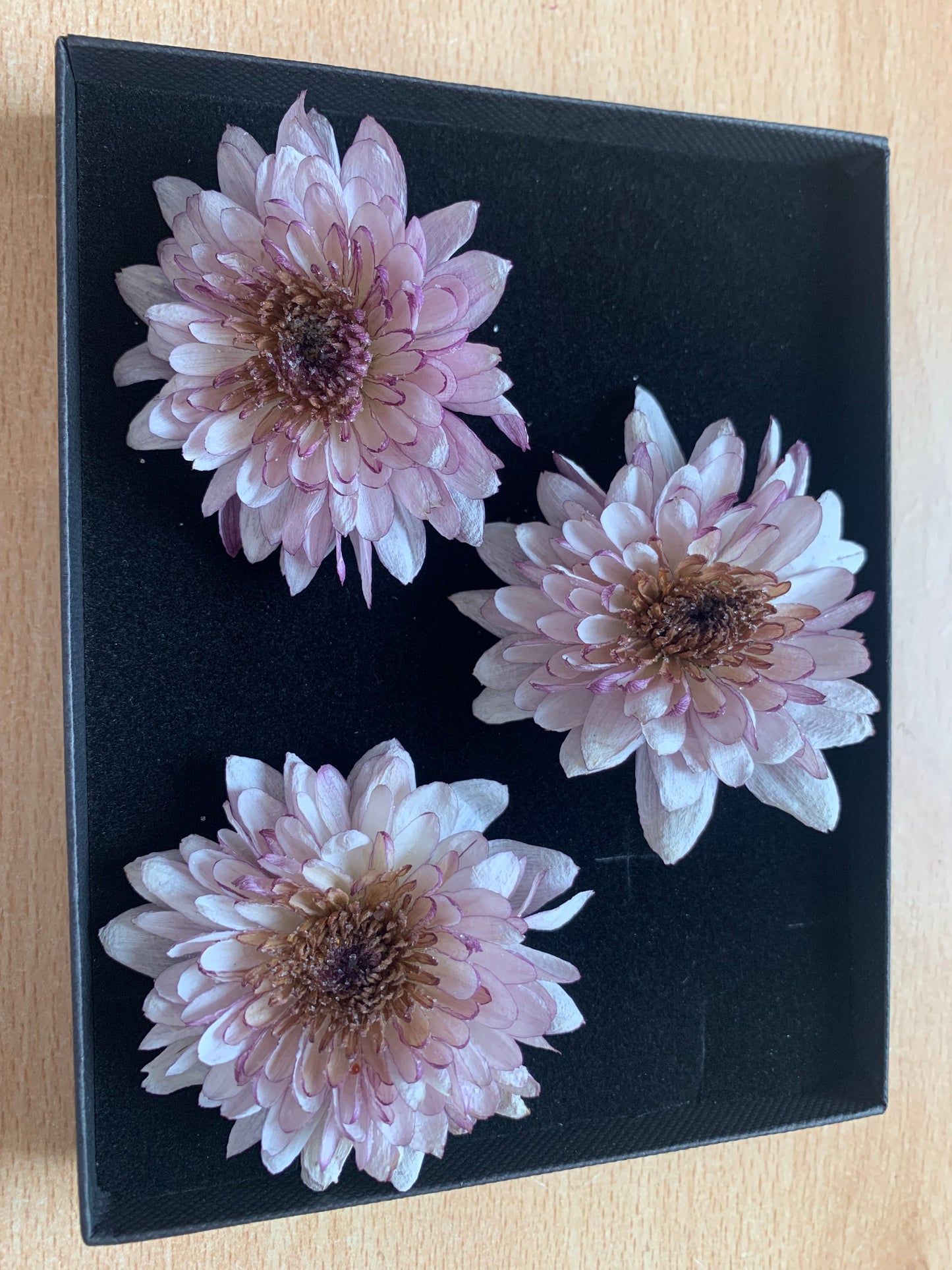 Chrysanthemums - 3 Real Dried White Flowers