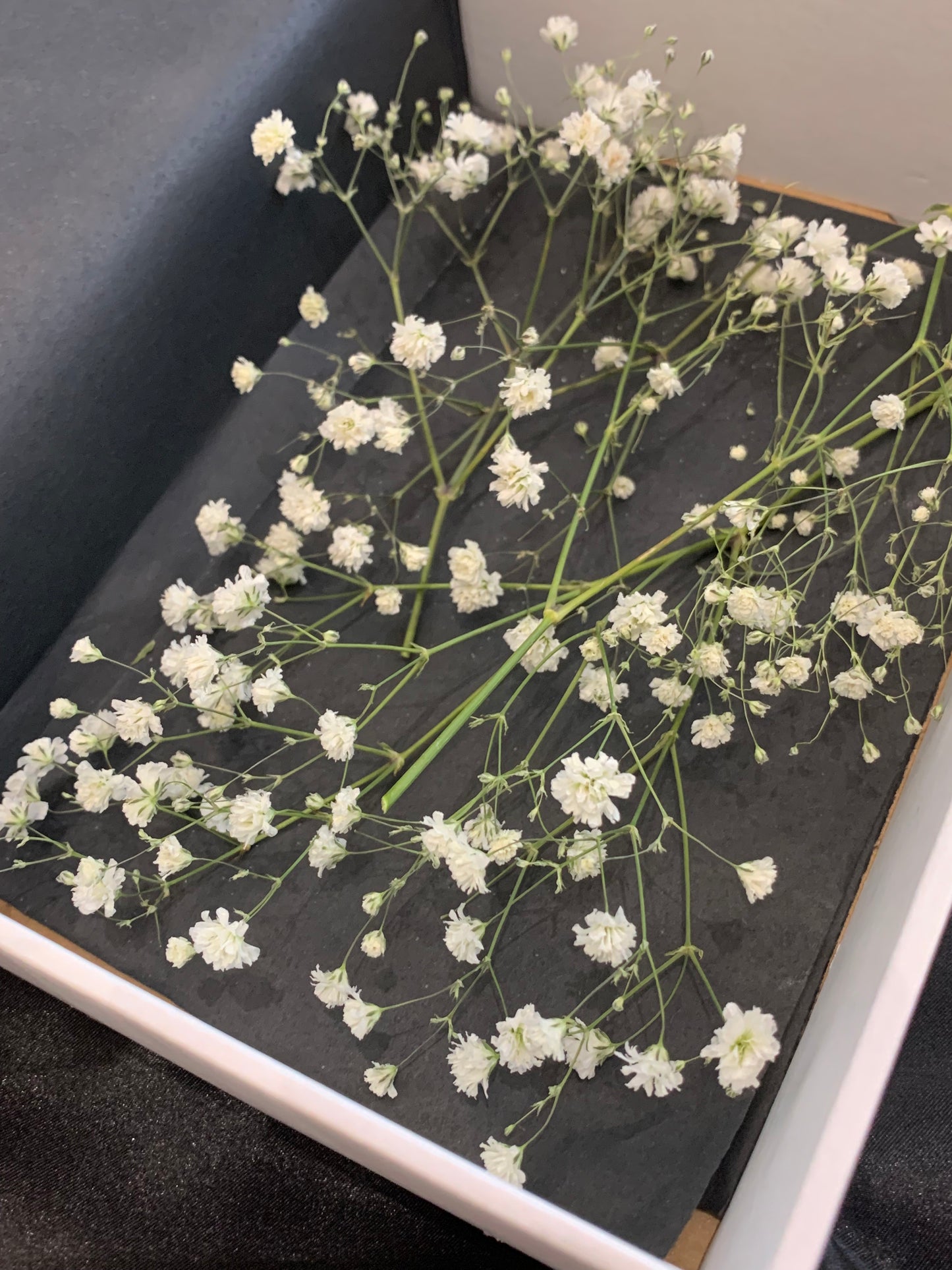 Gypsophila - 6 stems of Dried Gypsophila