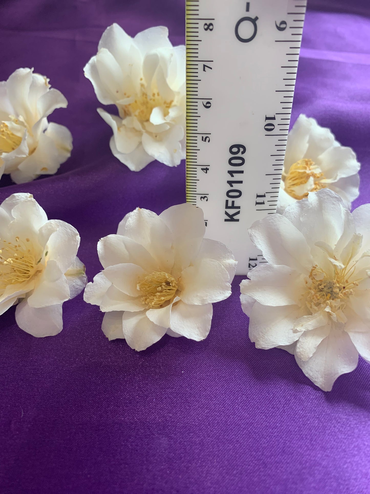 Camellias - 2 Real Dried White