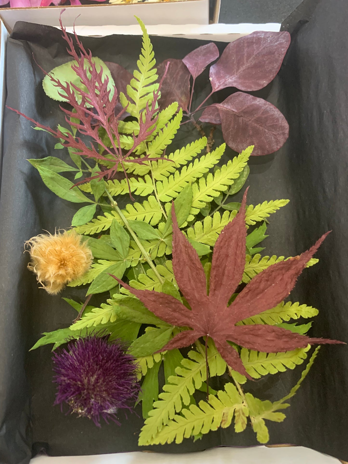 Dried Flowers and Leaves