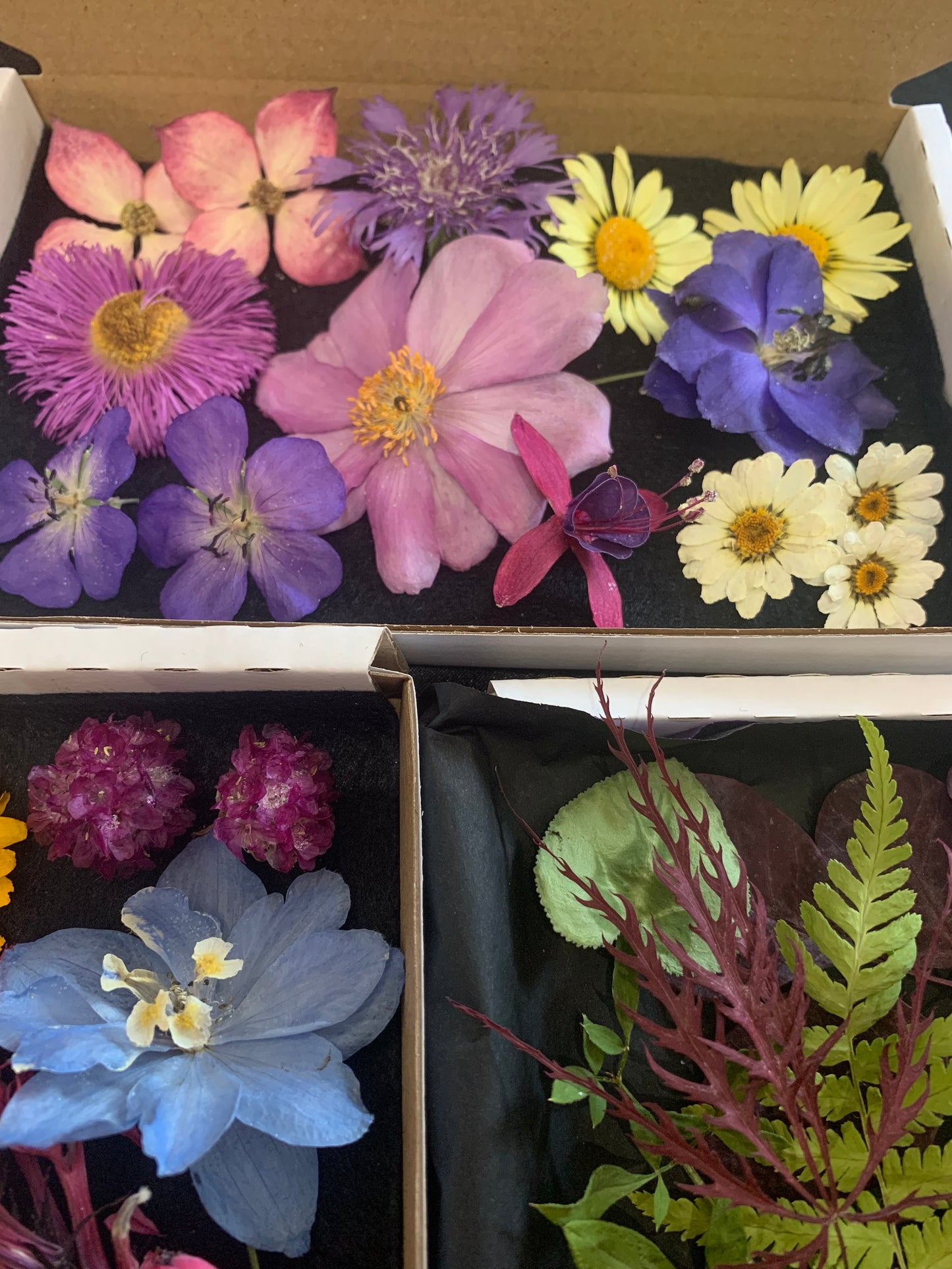 Dried Flowers and Leaves
