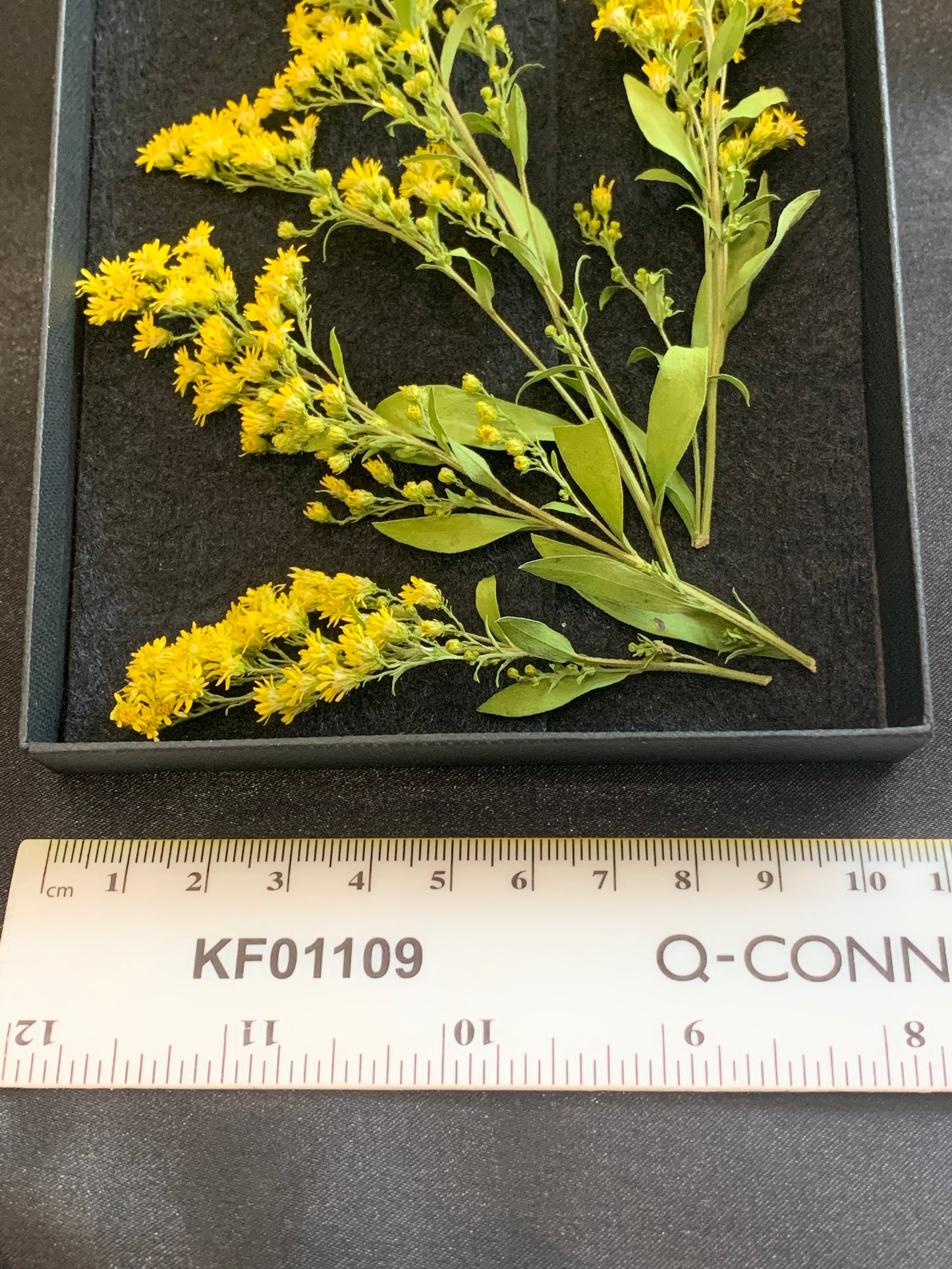 Golden Rod - 4 Real Dried Flowers