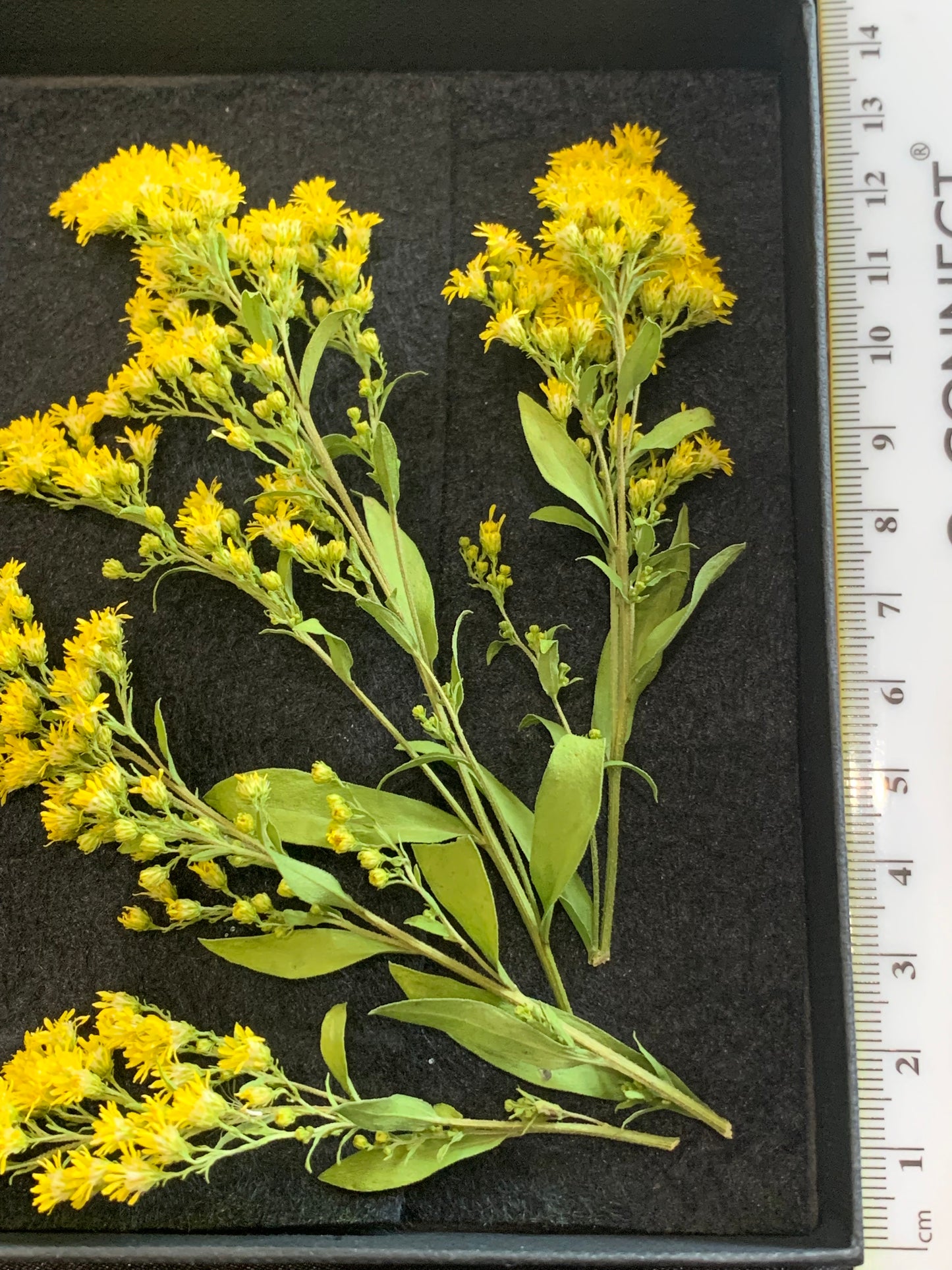 Golden Rod - 4 Real Dried Flowers