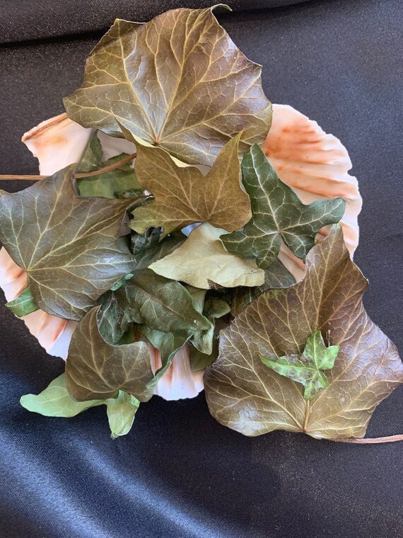 Ivy - 20 Dried Leaves