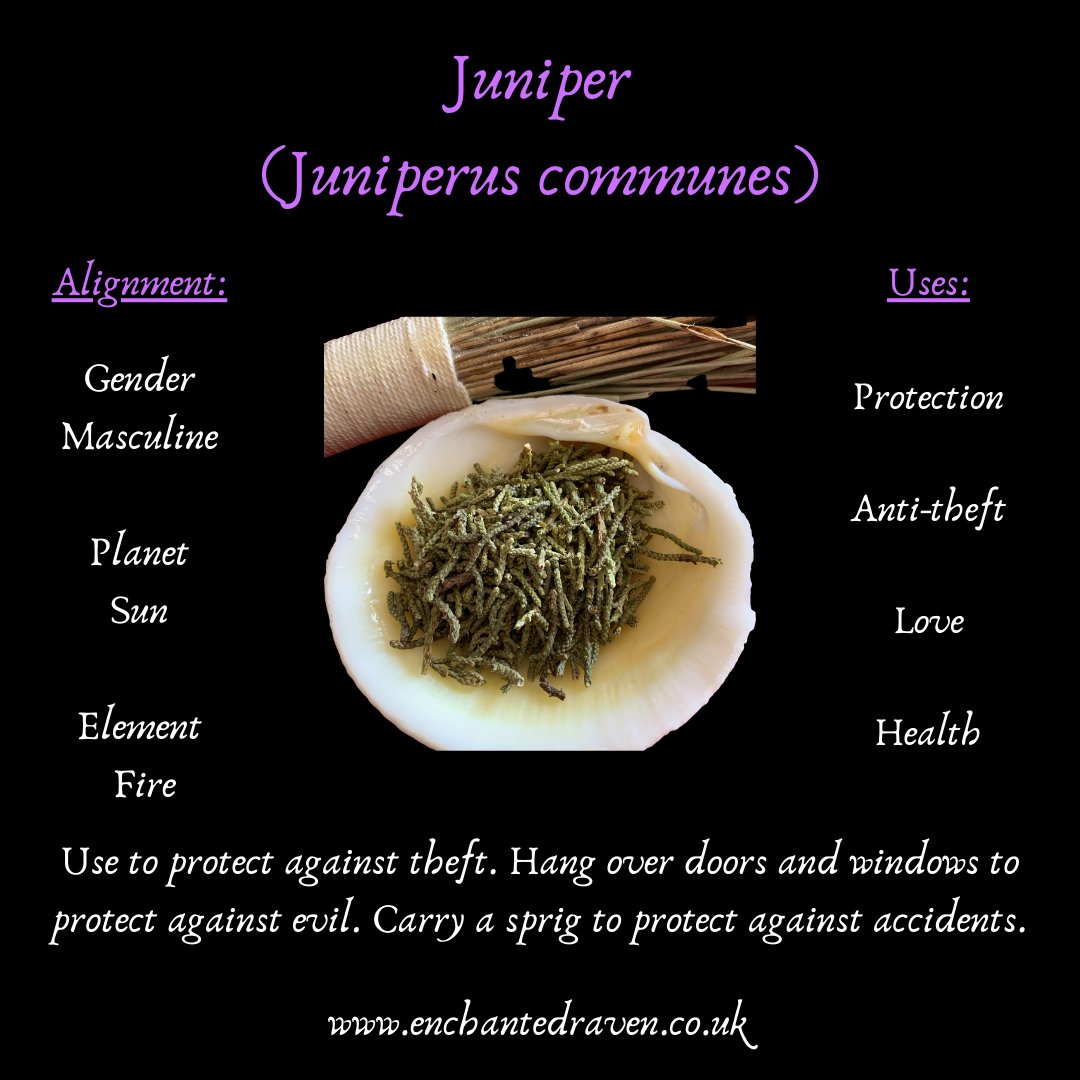 Juniper Berries, Juniper Leaves, Juniper Twigs