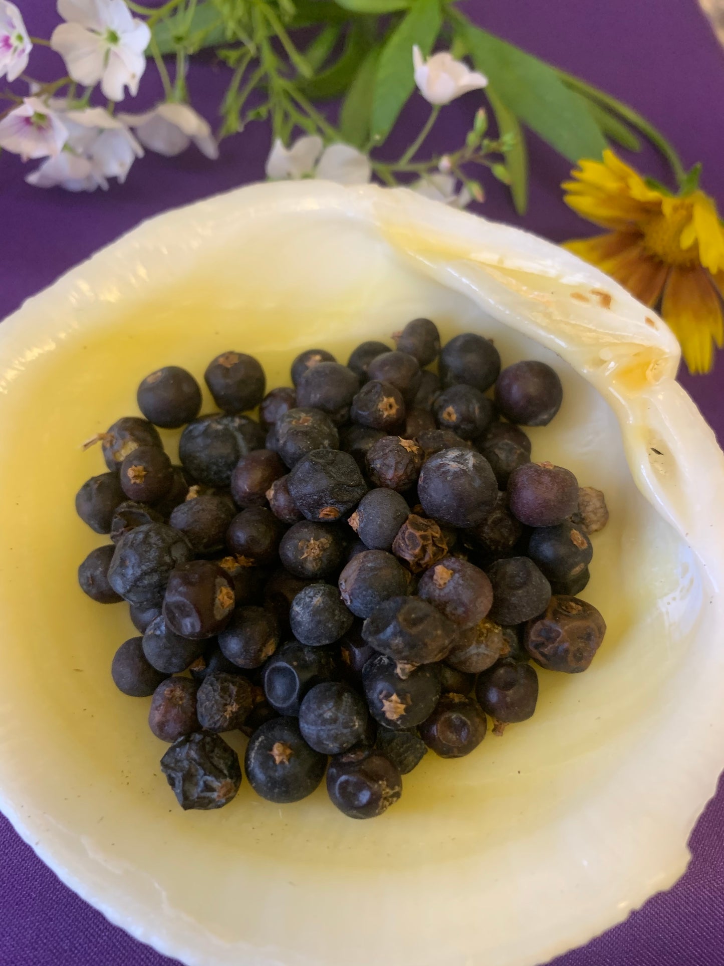 Juniper Berries, Juniper Leaves, Juniper Twigs