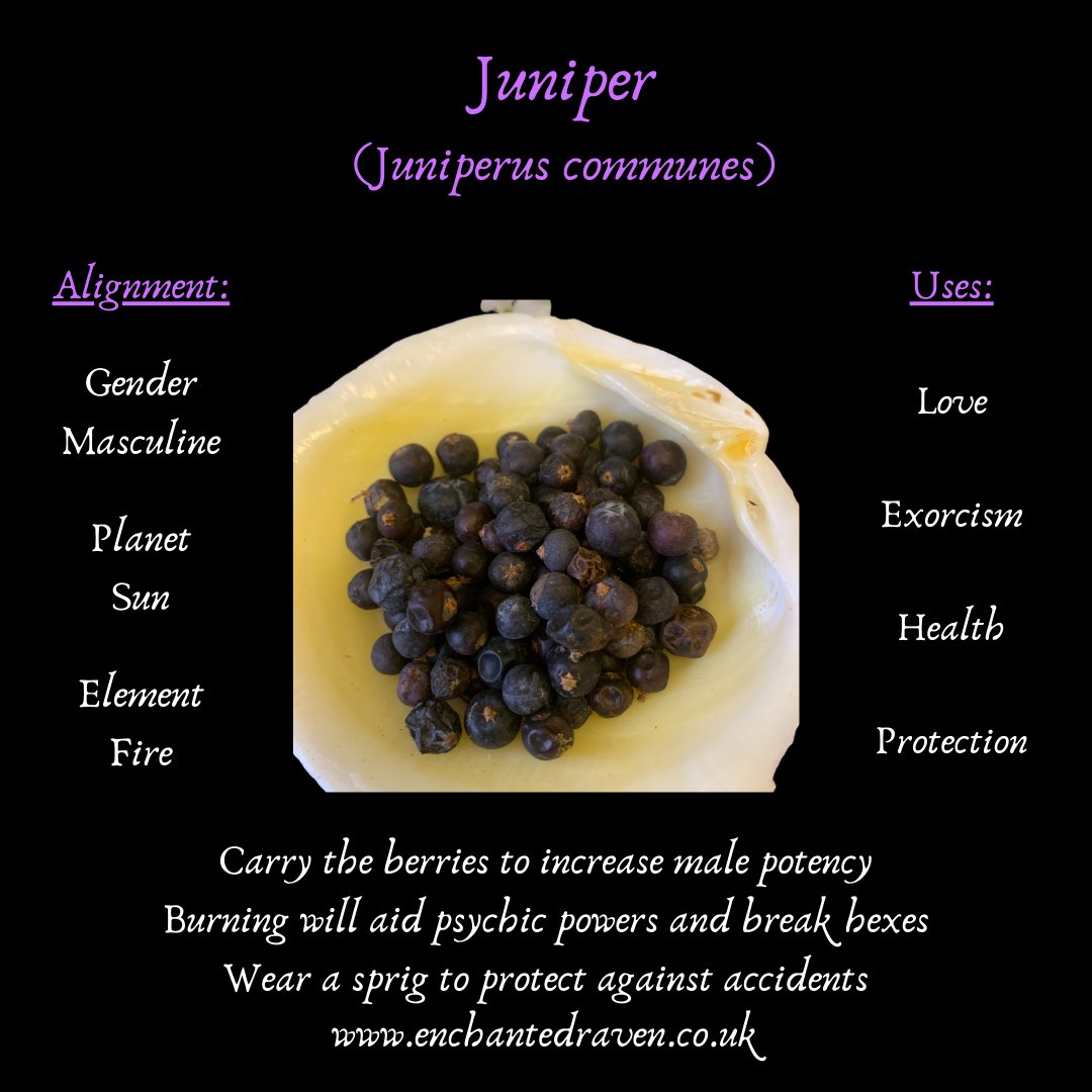 Juniper Berries, Juniper Leaves, Juniper Twigs