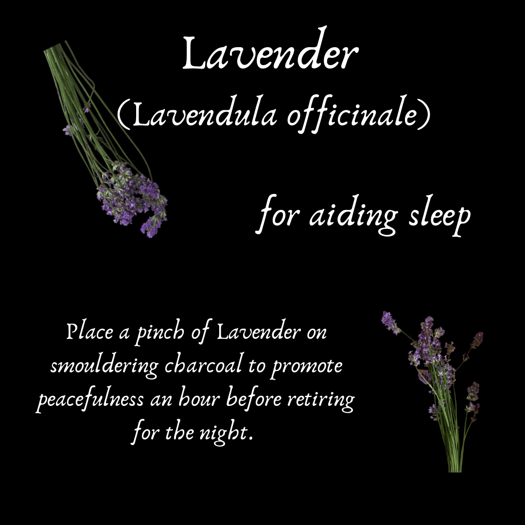 Lavender Flowers