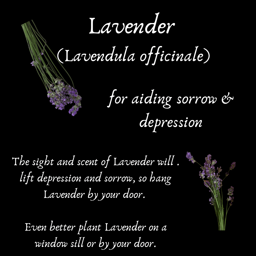 Lavender Flowers