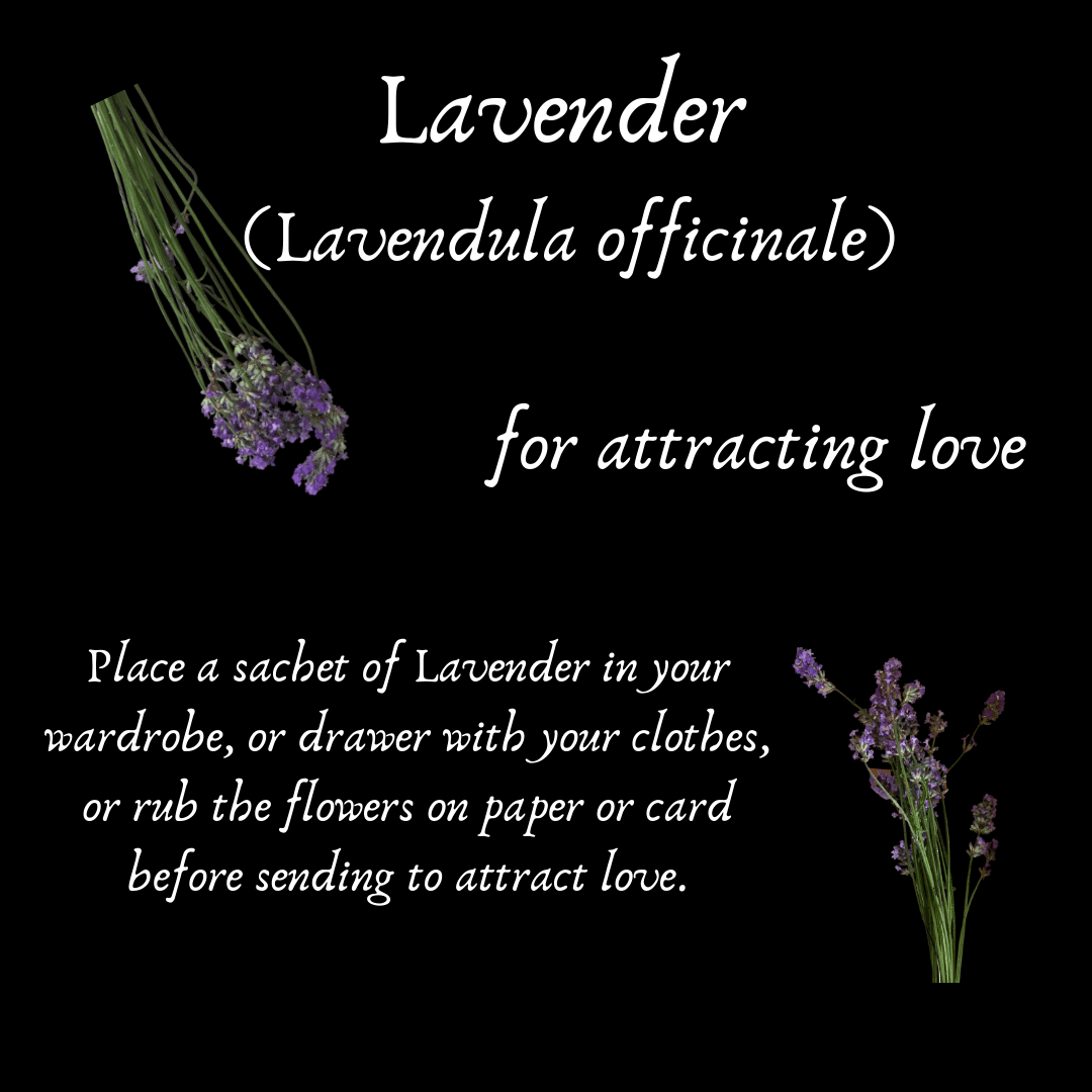 Lavender Flowers