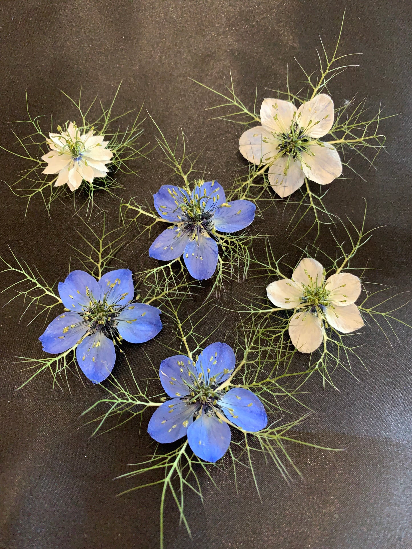 Love in a Mist - 4 Real Dried Flowers