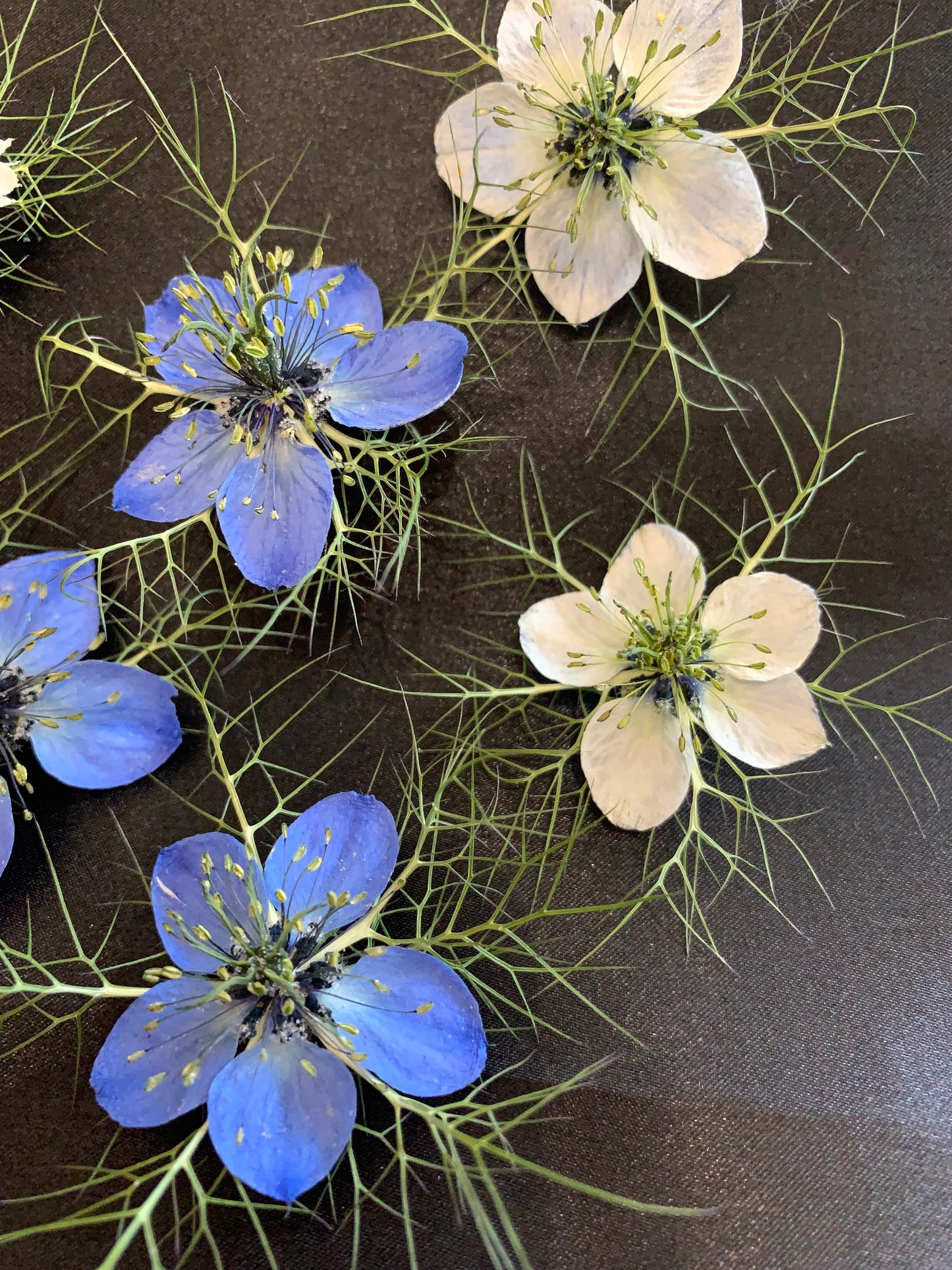 Love in a Mist - 4 Real Dried Flowers
