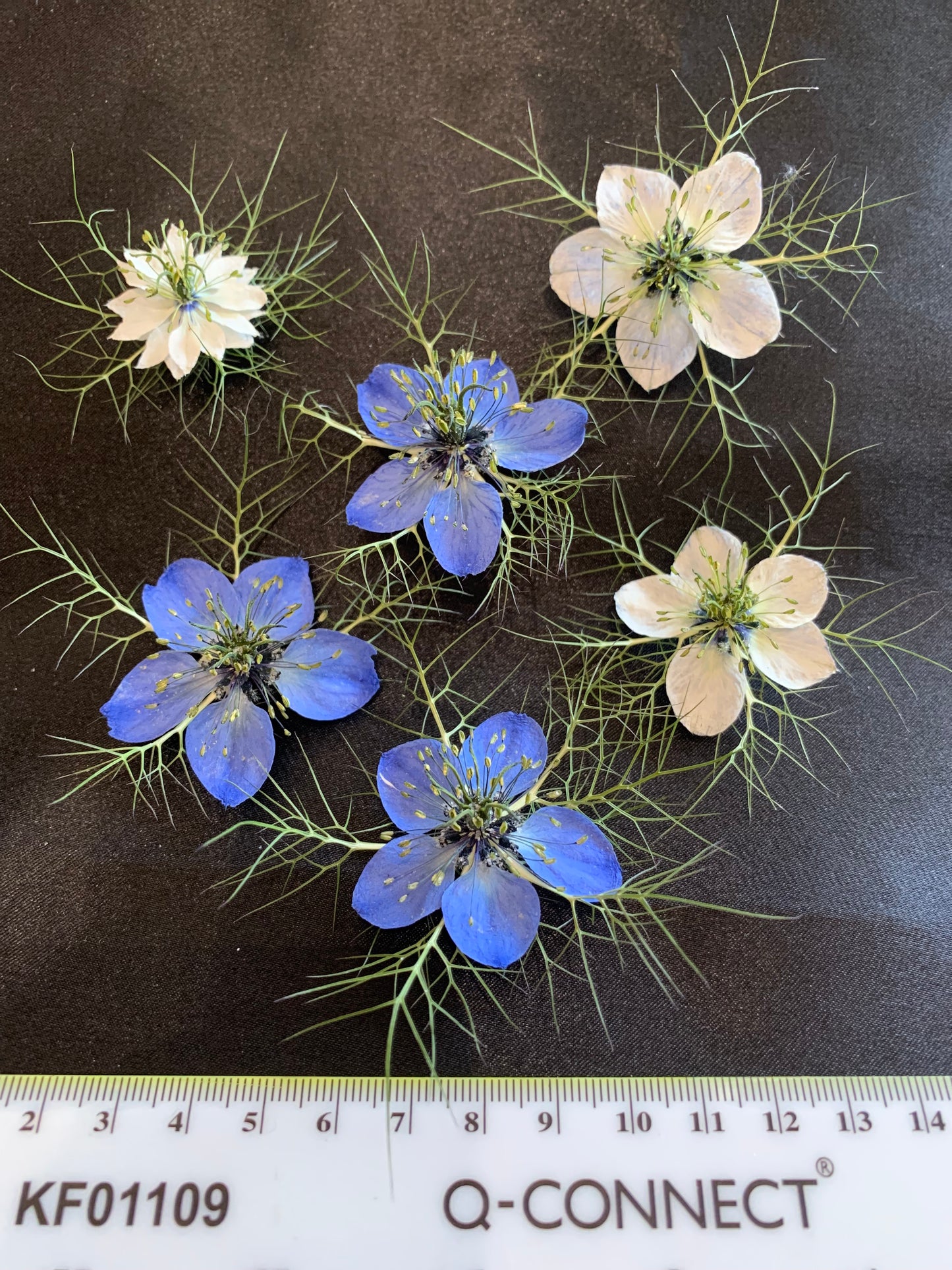 Love in a Mist - 4 Real Dried Flowers