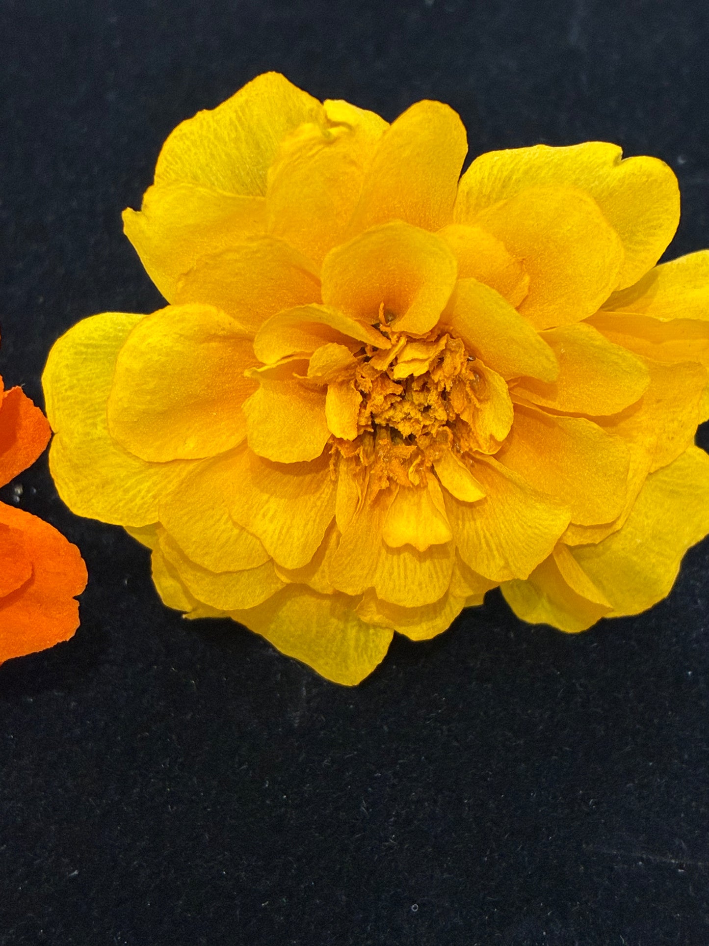 Marigold - 6 Real Dried Flowers