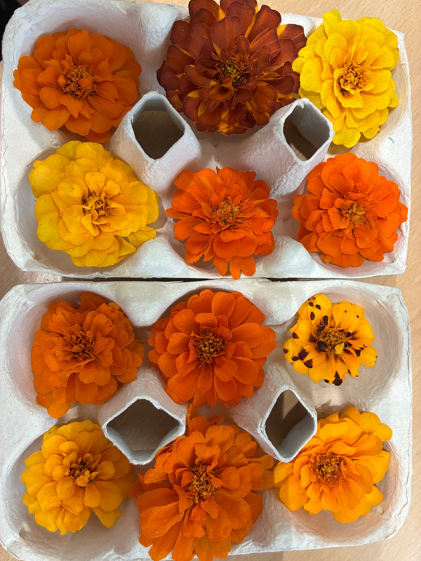 Marigold - 6 Real Dried Flowers