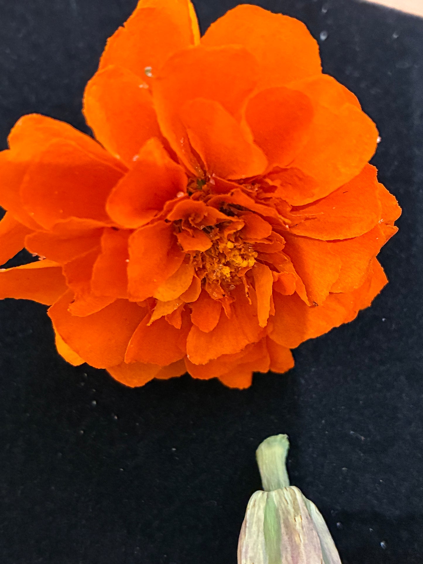 Marigold - 6 Real Dried Flowers