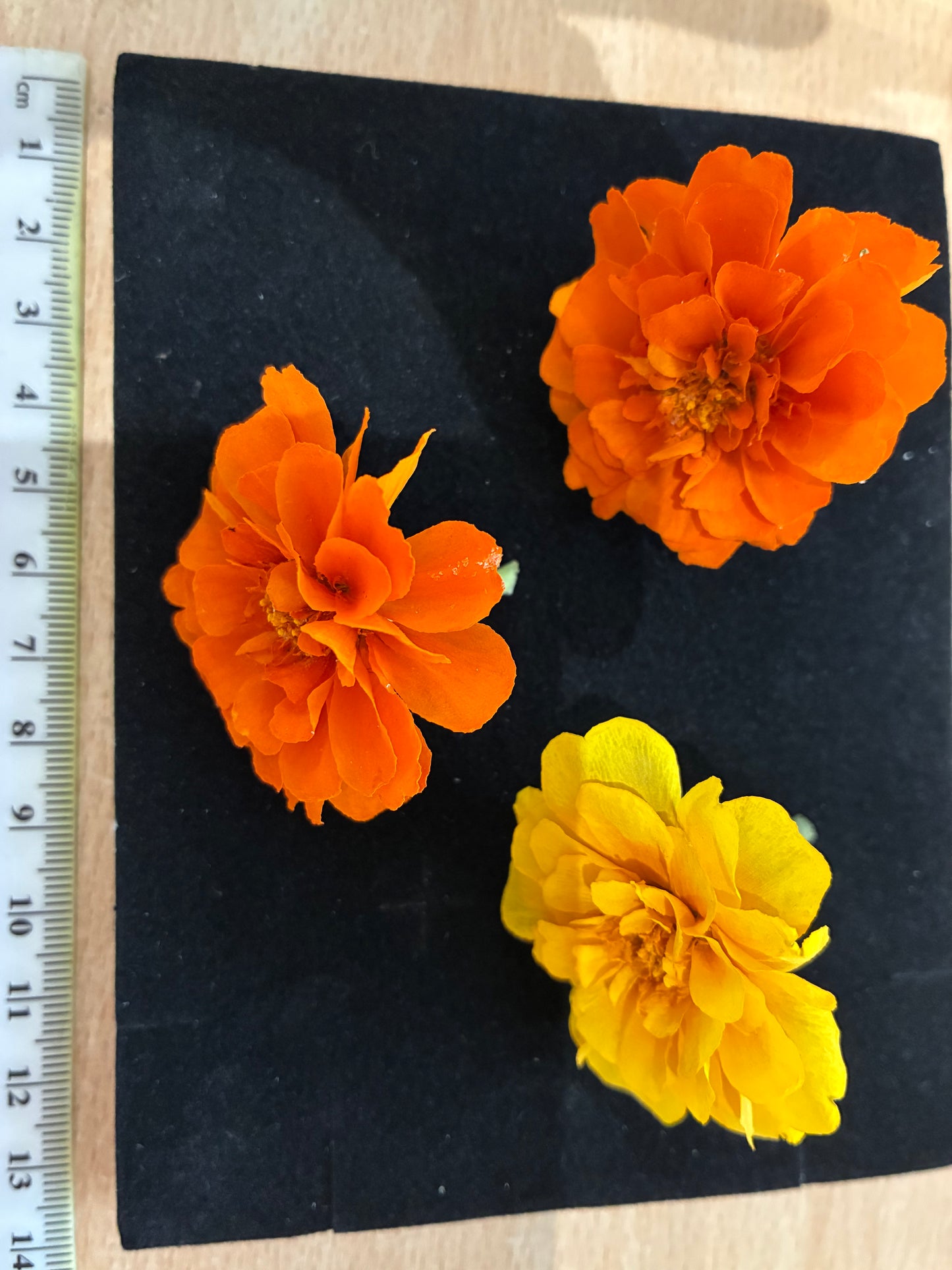 Marigold - 6 Real Dried Flowers