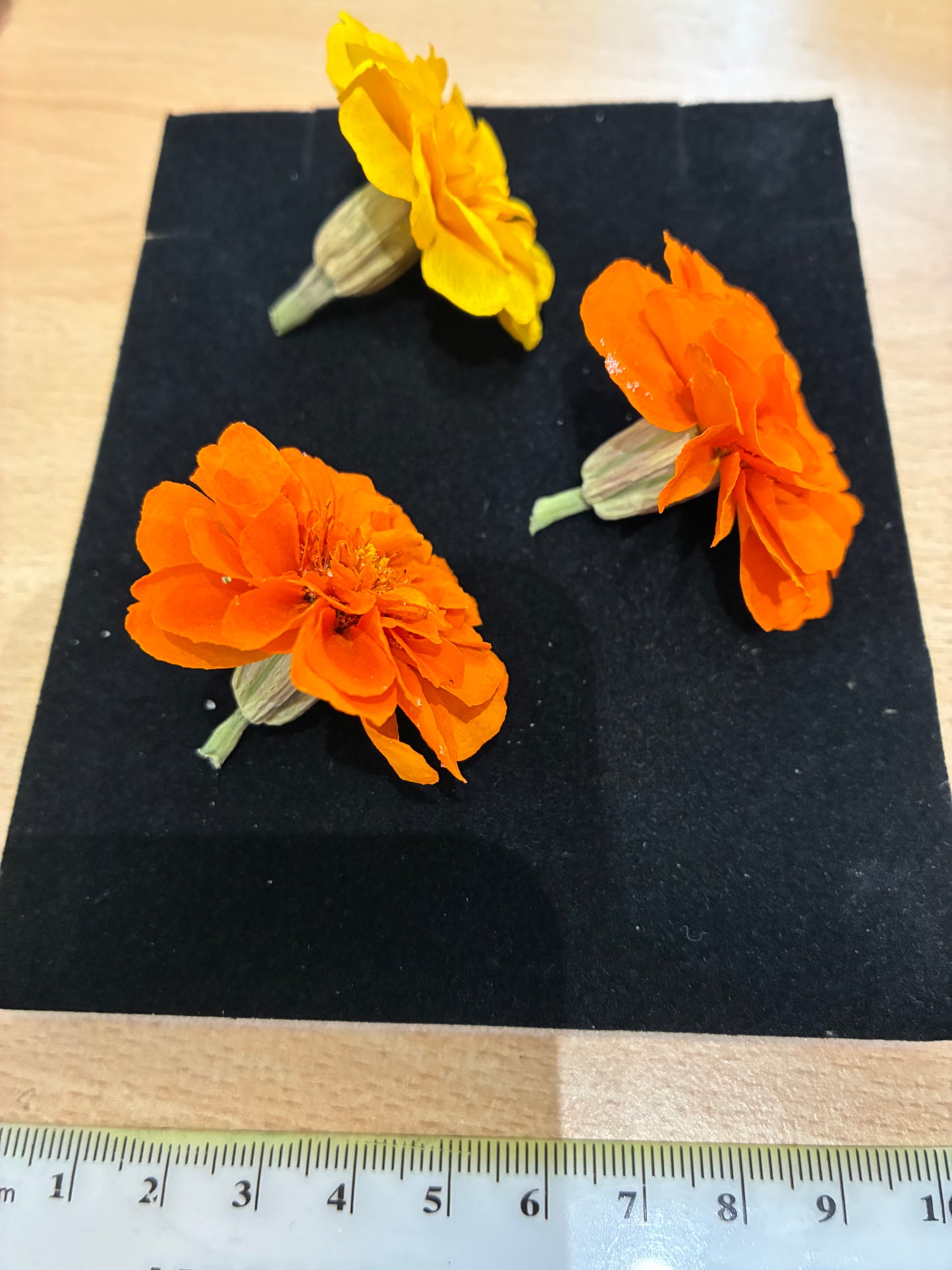 Marigold - 6 Real Dried Flowers