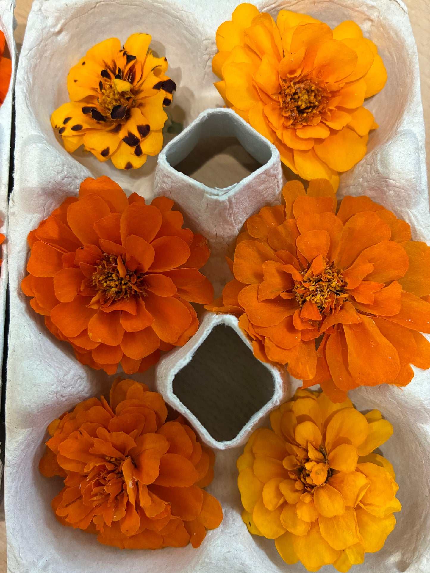 Marigold - 6 Real Dried Flowers