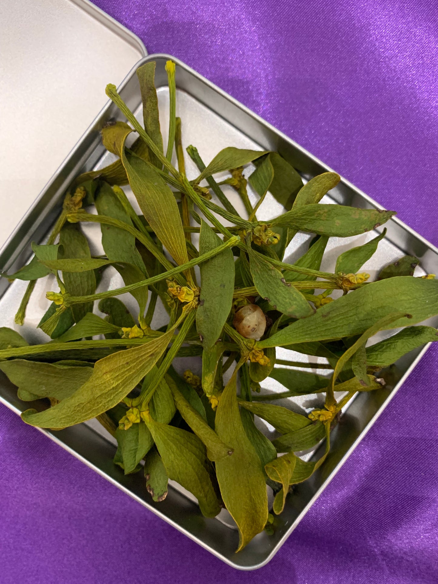 Mistletoe - Dried Mistletoe Twigs and Wood