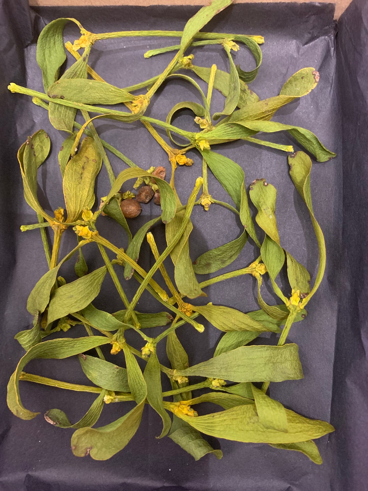 Mistletoe - Dried Mistletoe Twigs and Wood