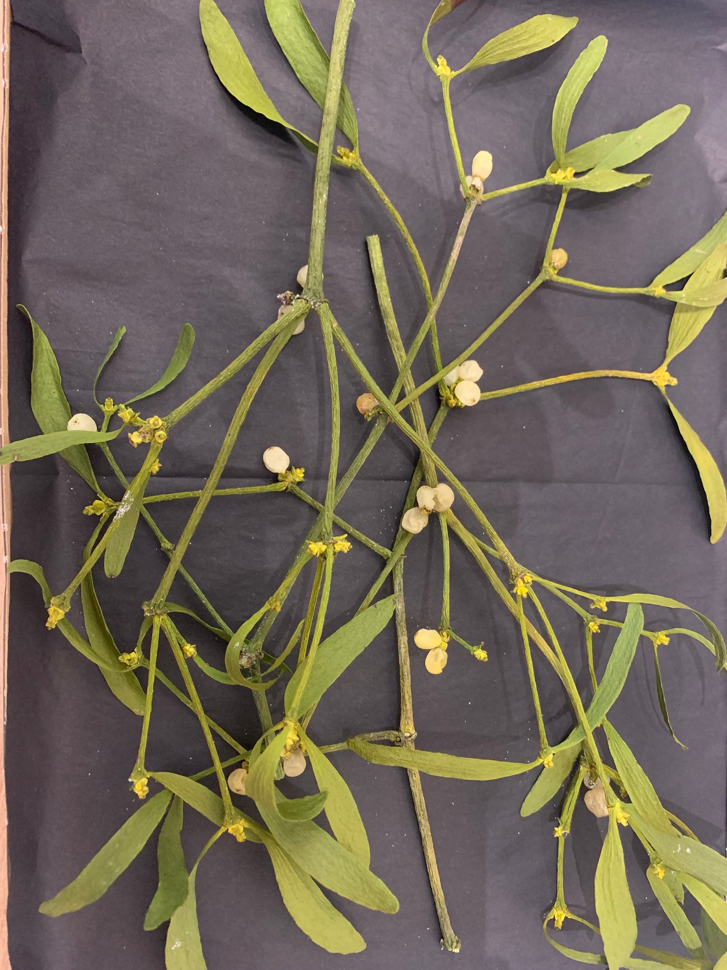 Mistletoe - Dried Mistletoe Twigs and Wood