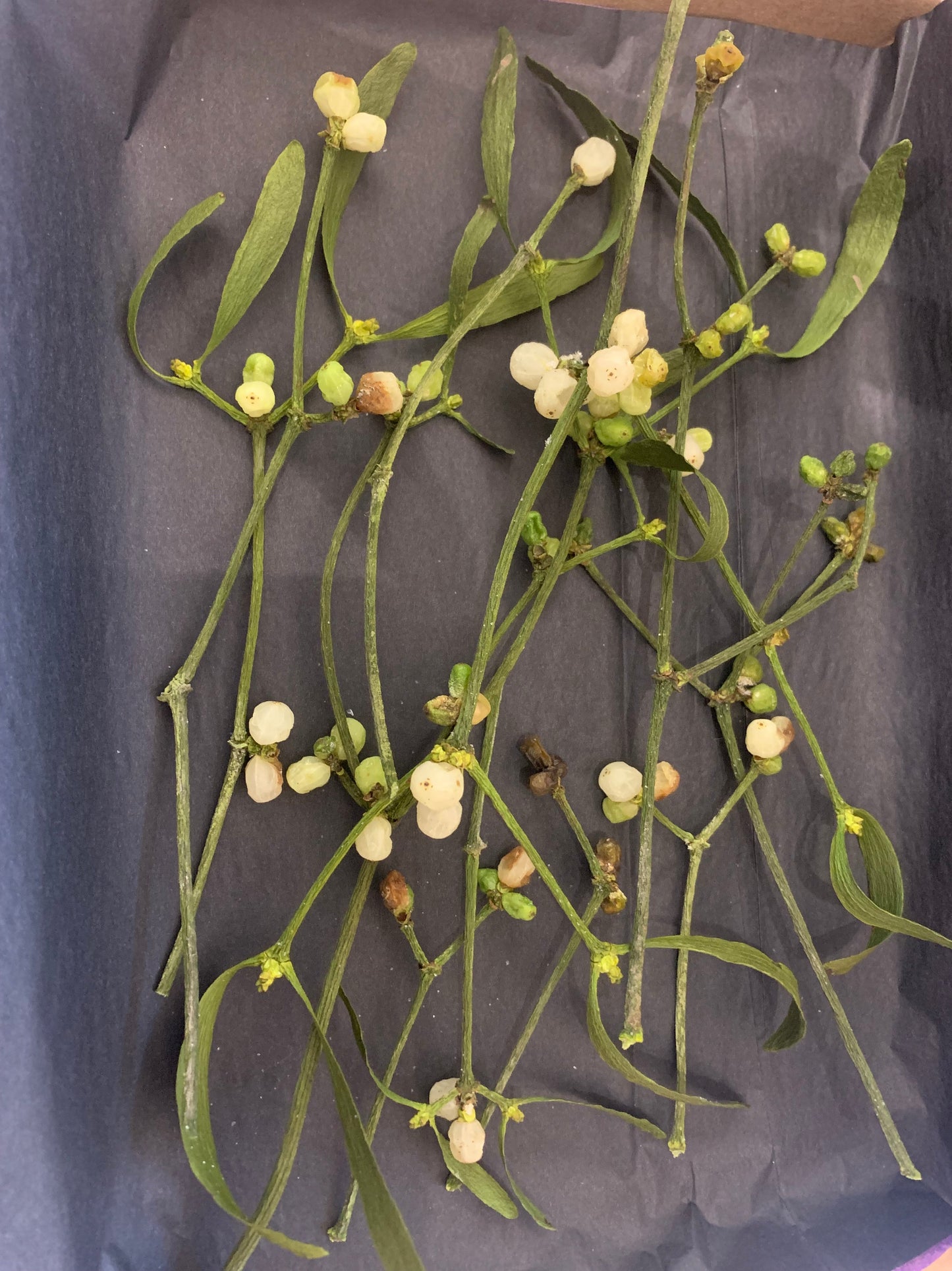 Mistletoe - Dried Mistletoe Twigs and Wood