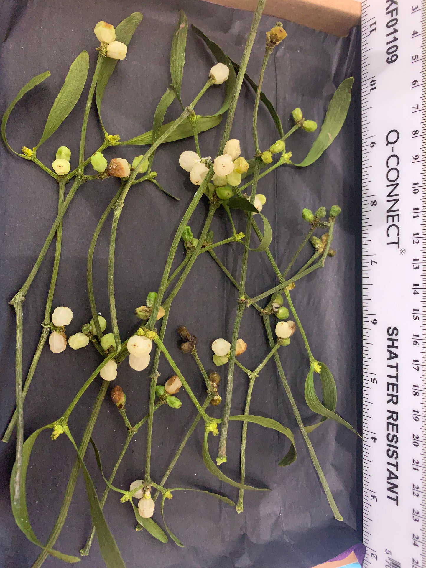Mistletoe - Dried Mistletoe Twigs and Wood