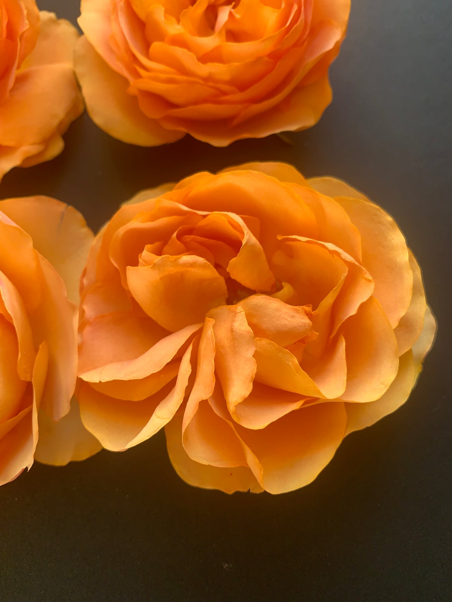 Enchanting Roses - 6 Real Dried English Cottage Garden Roses - Apricot