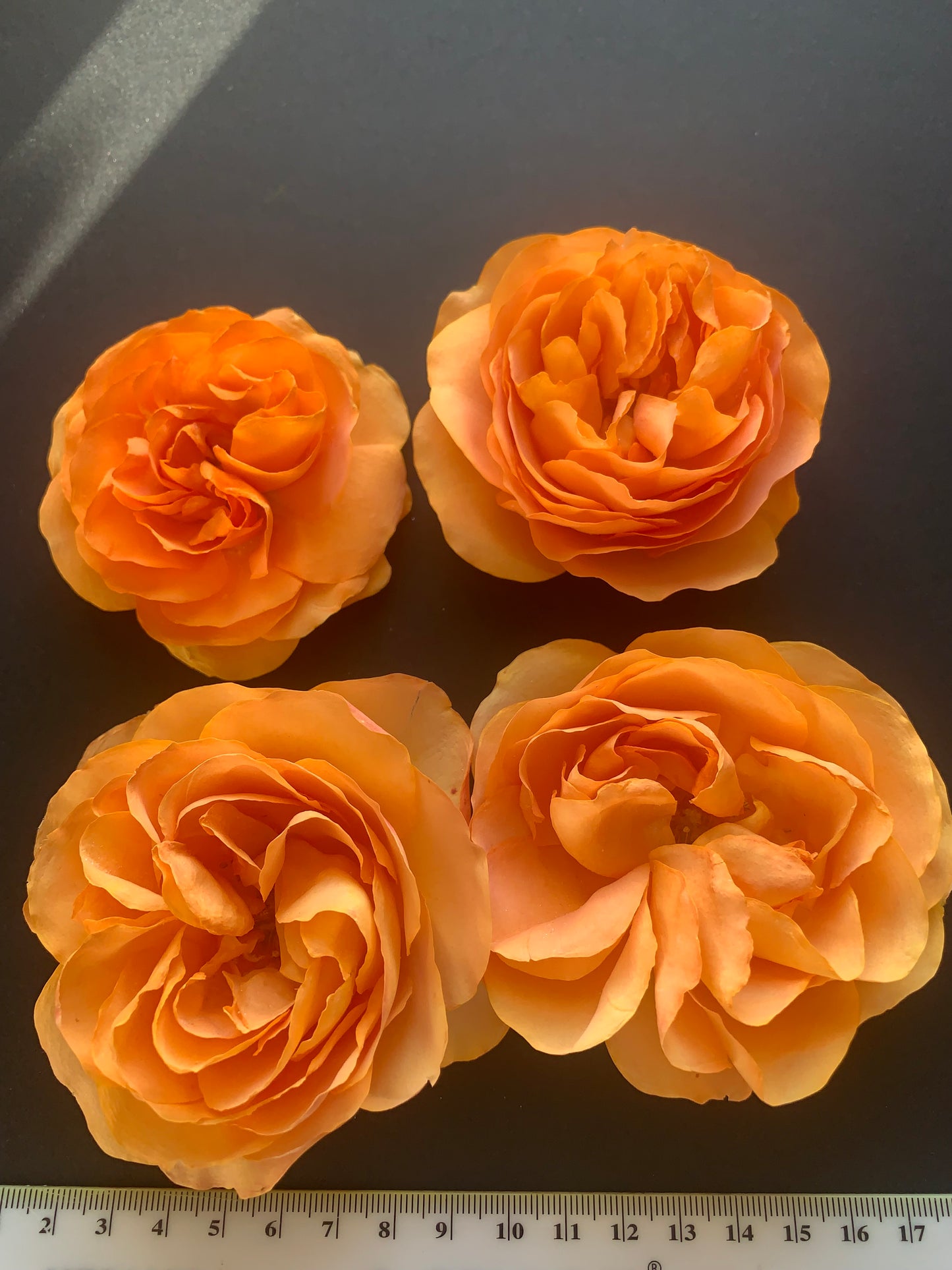Enchanting Roses - 6 Real Dried English Cottage Garden Roses - Apricot