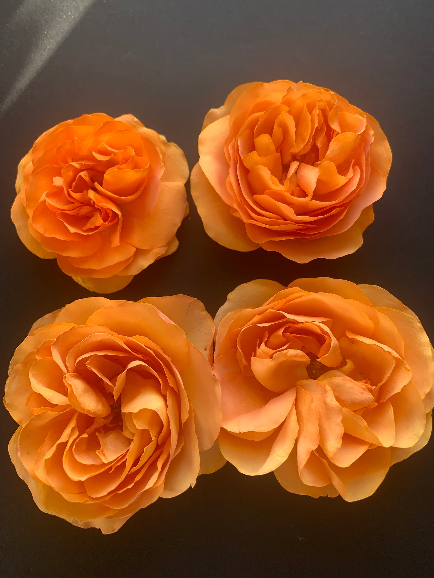 Enchanting Roses - 6 Real Dried English Cottage Garden Roses - Apricot