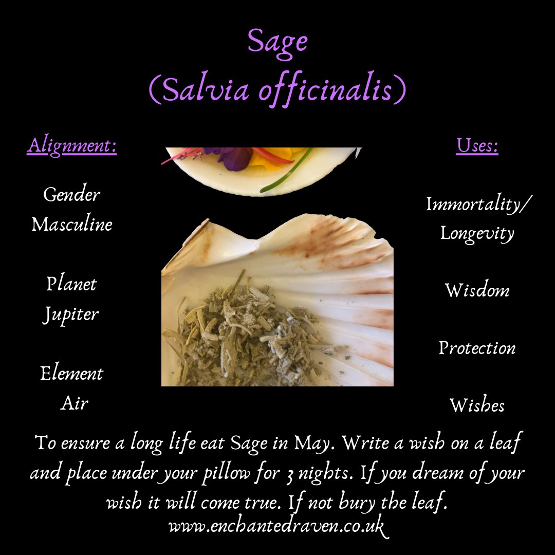 Sage - Californian White
