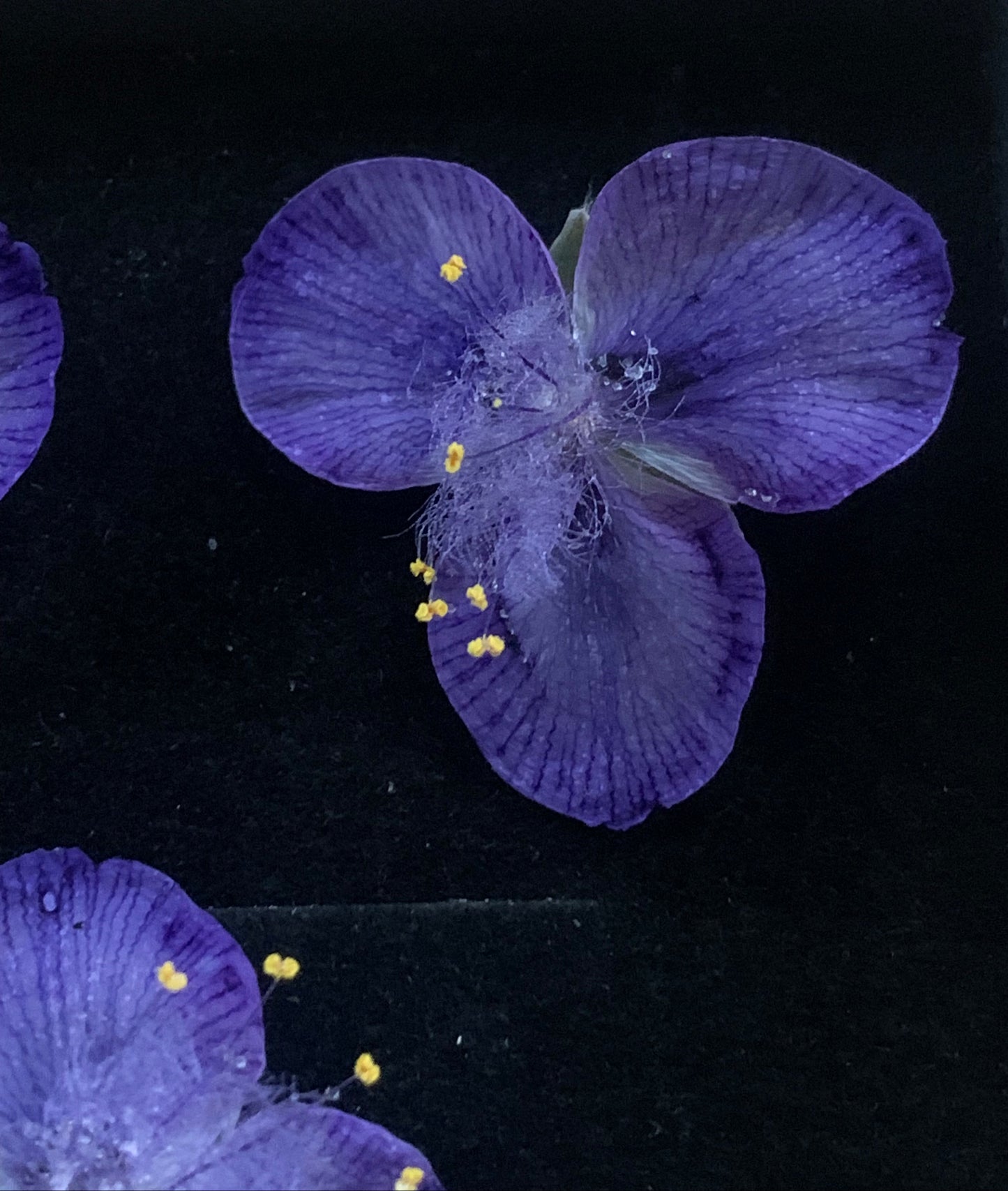 blue dried tradescantia with yellow stamens