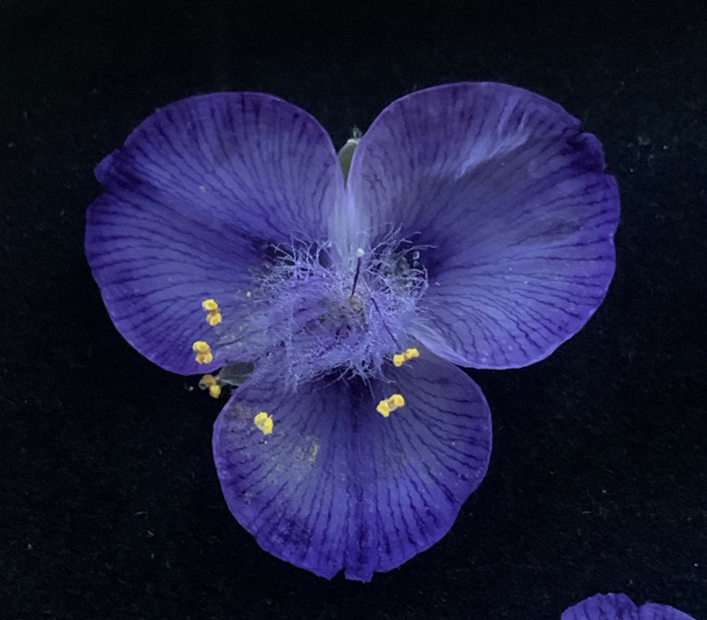 Close up of dried Tradescantia