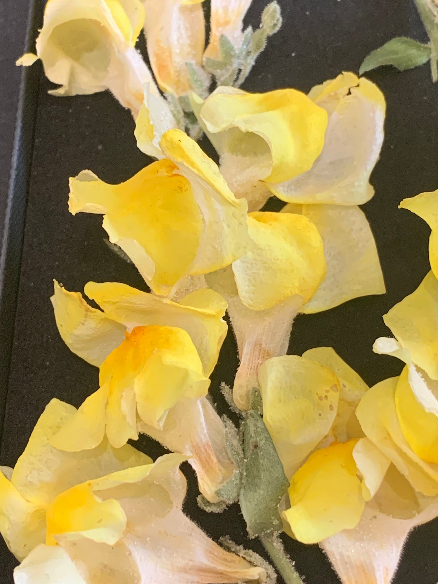 Snapdragon flower head - 2 Yellow stems Real Dried Flowers