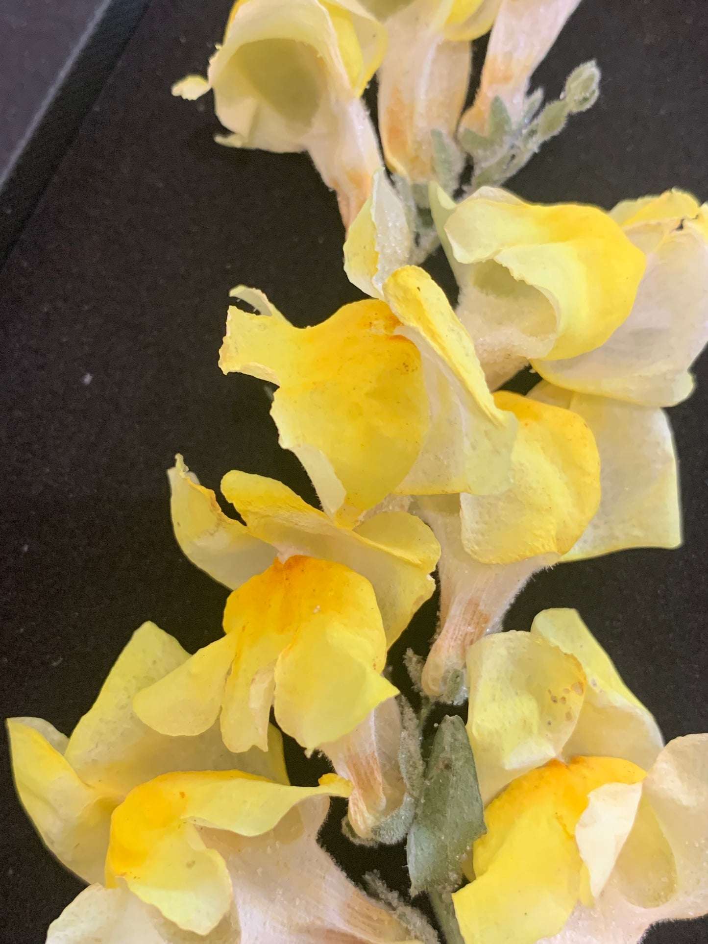 Snapdragon flower head - 2 Yellow stems Real Dried Flowers