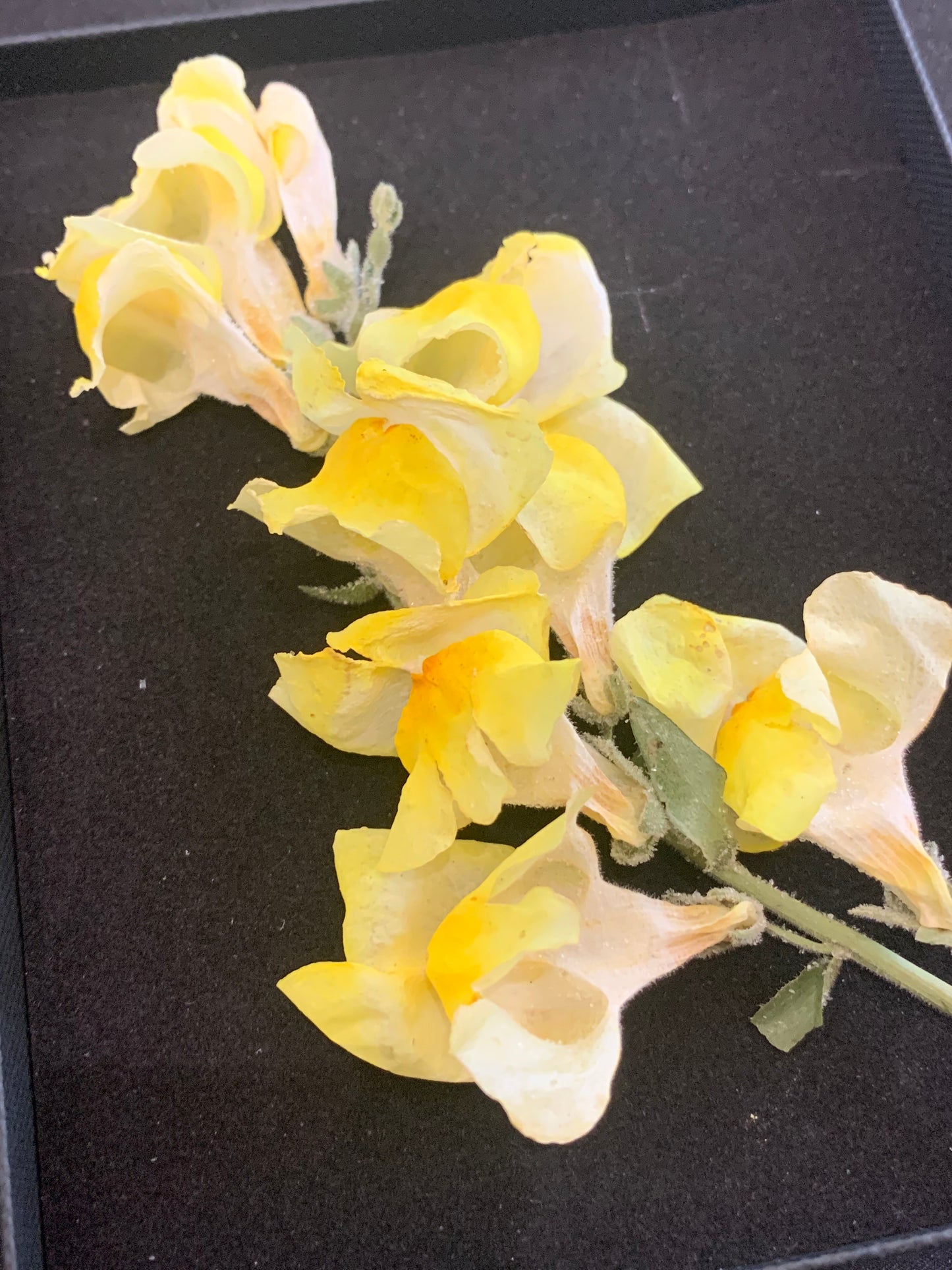 Snapdragon flower head - 2 Yellow stems Real Dried Flowers