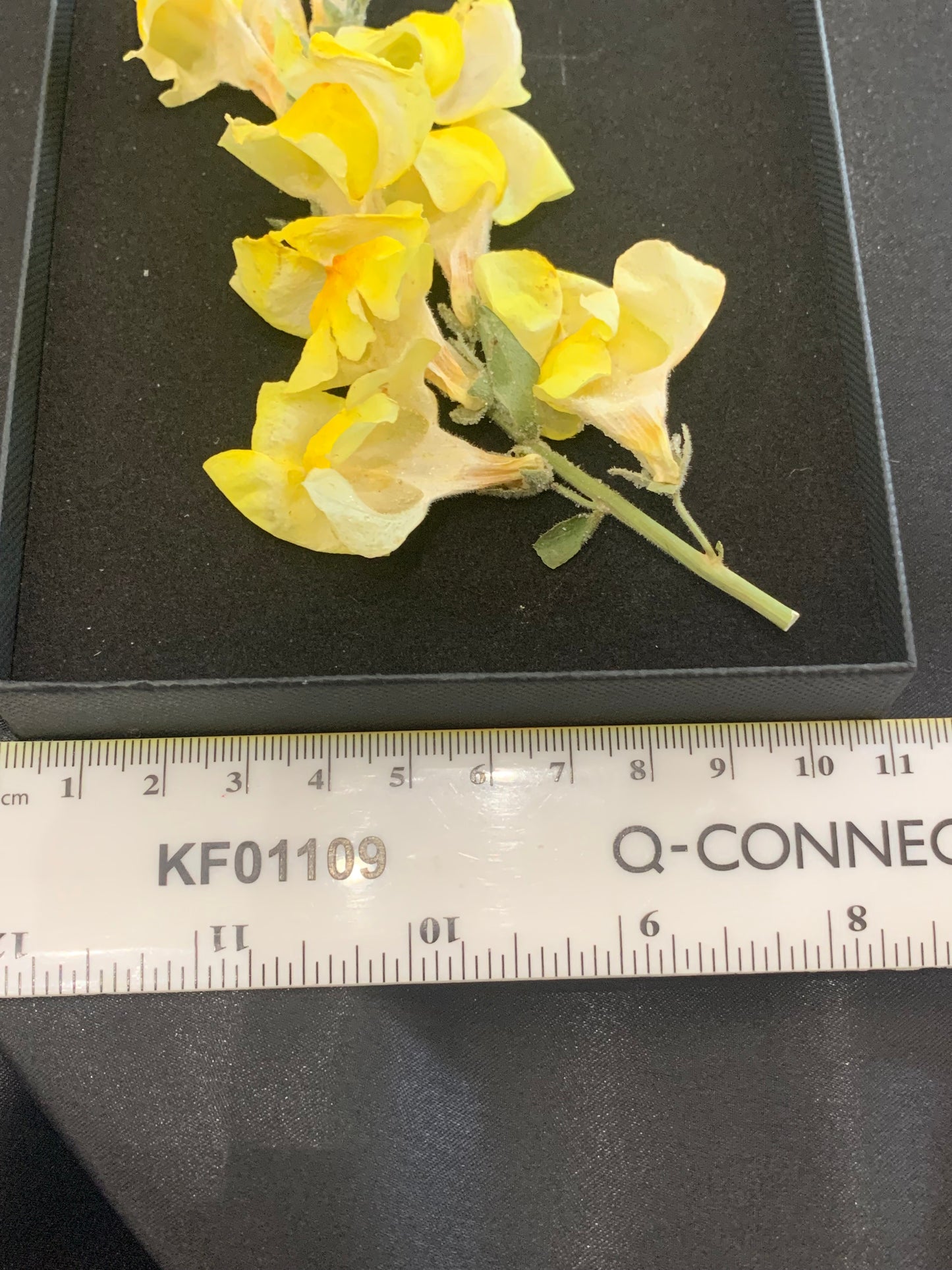 Snapdragon flower head - 2 Yellow stems Real Dried Flowers