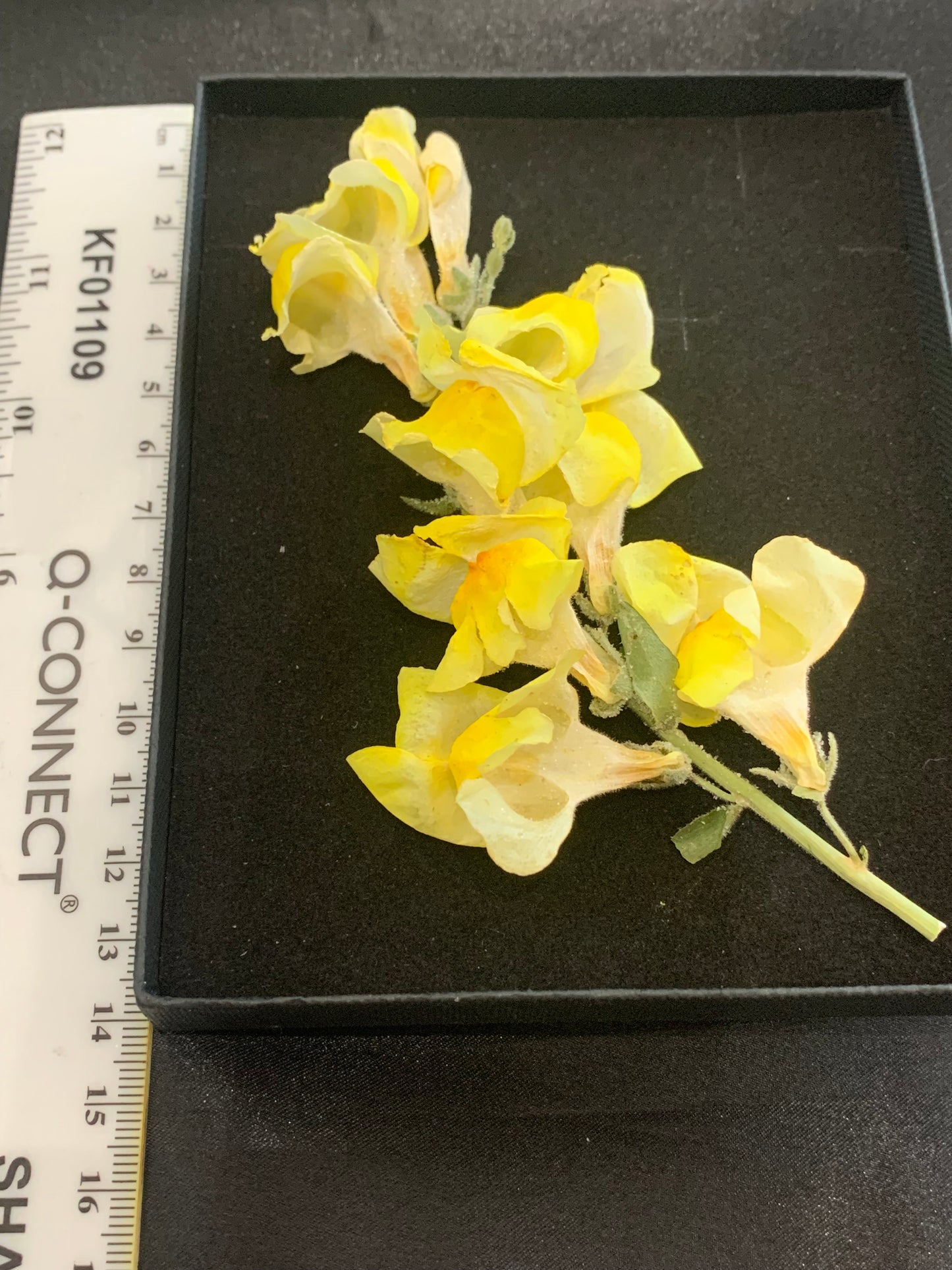 Snapdragon flower head - 2 Yellow stems Real Dried Flowers