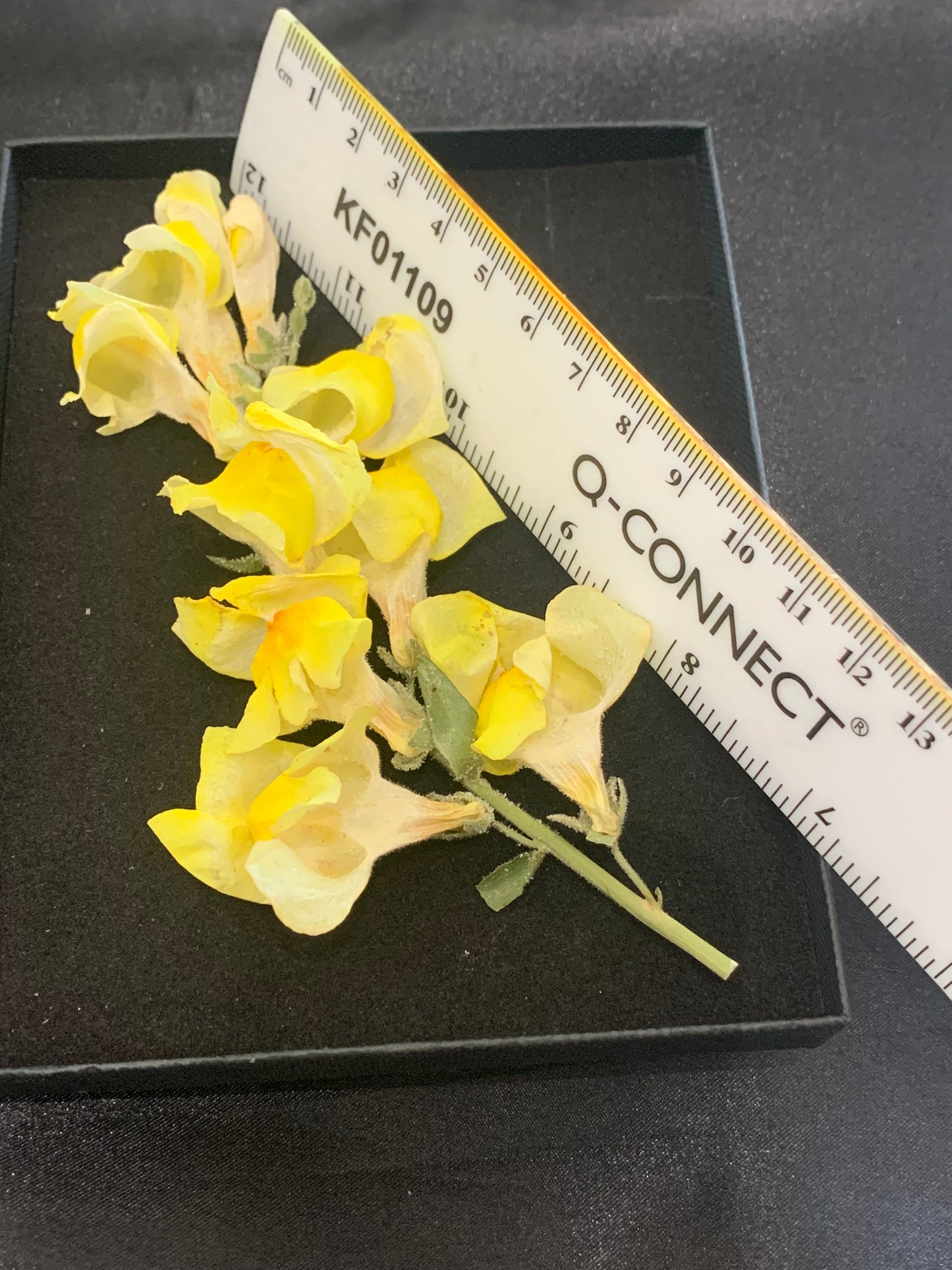 Snapdragon flower head - 2 Yellow stems Real Dried Flowers