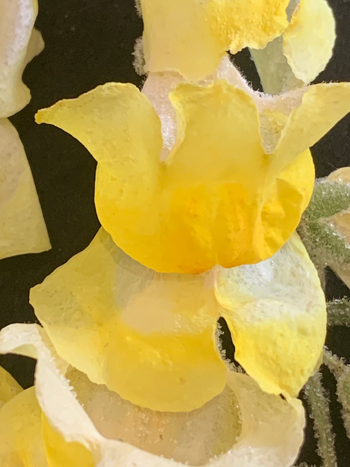 Snapdragon flower head - 2 Yellow stems Real Dried Flowers