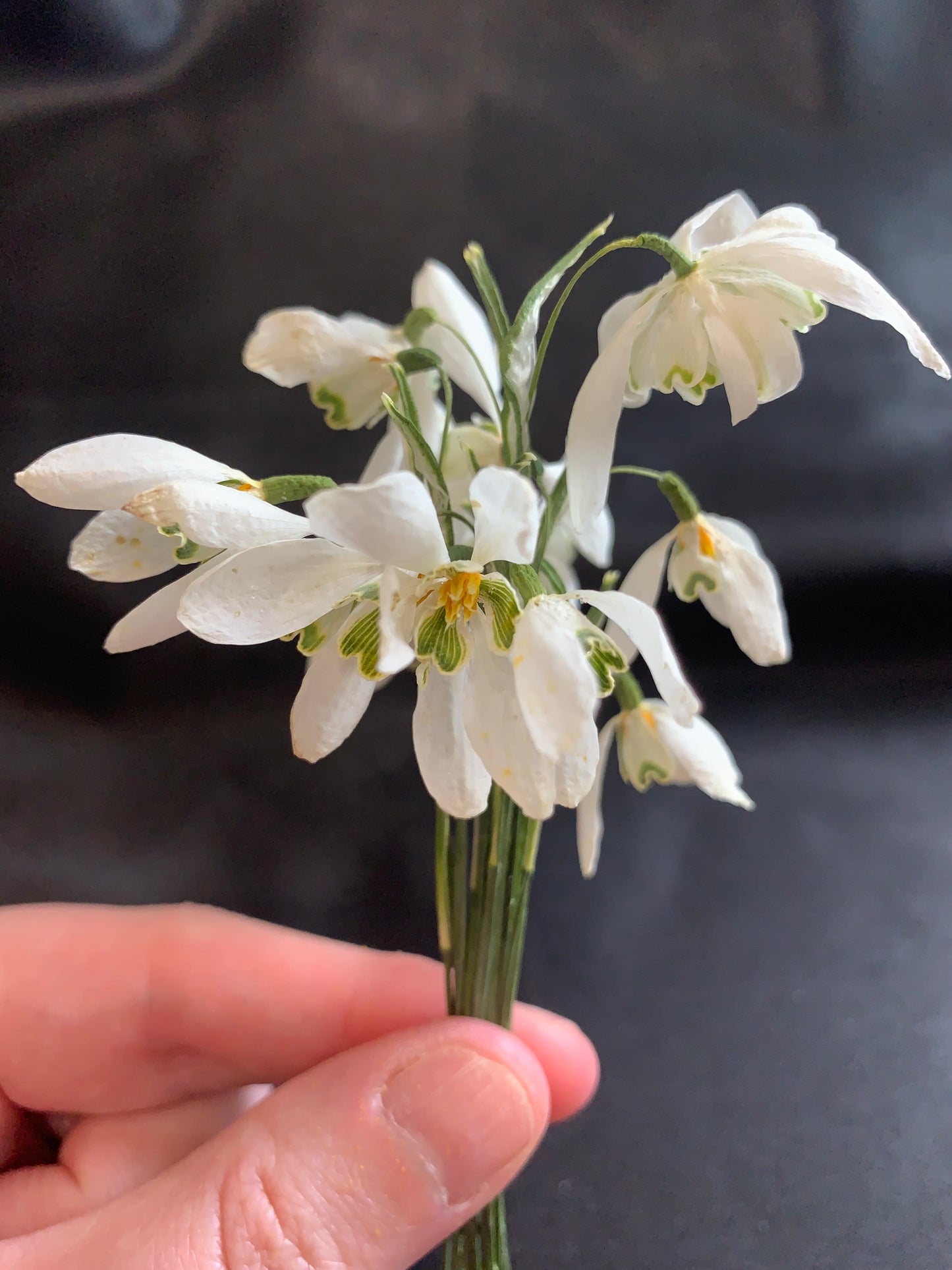 Snowdrops - 6 Real Dried Snowdrops