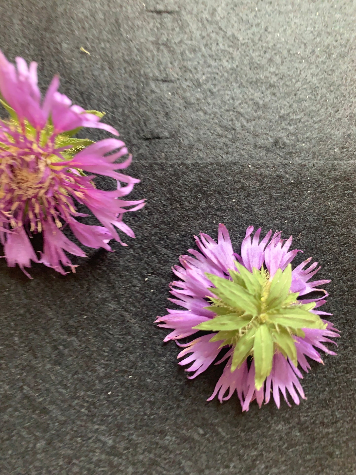 Stokesia - Read Dried Undyed Blue Flower