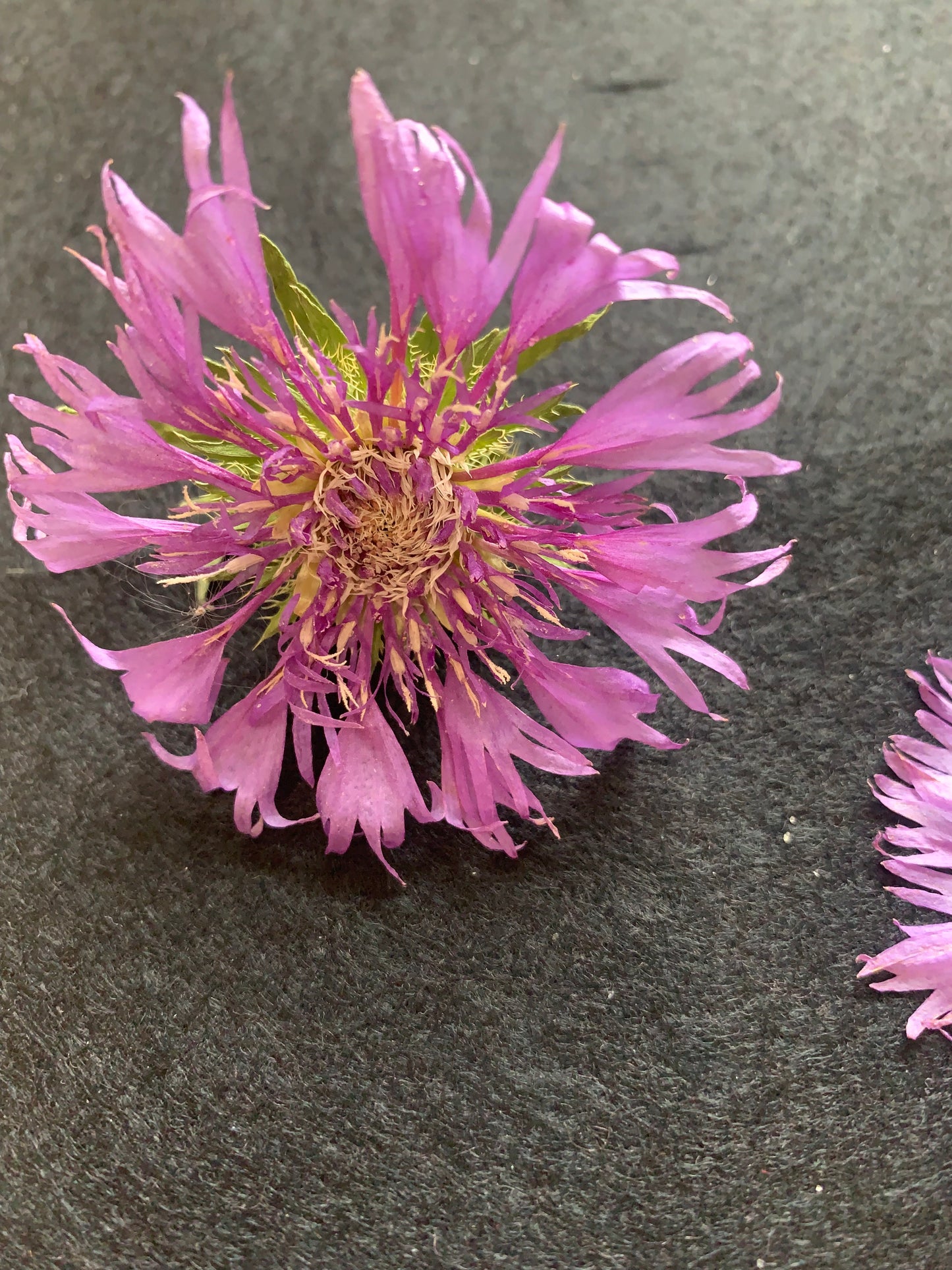 Stokesia - Read Dried Undyed Blue Flower